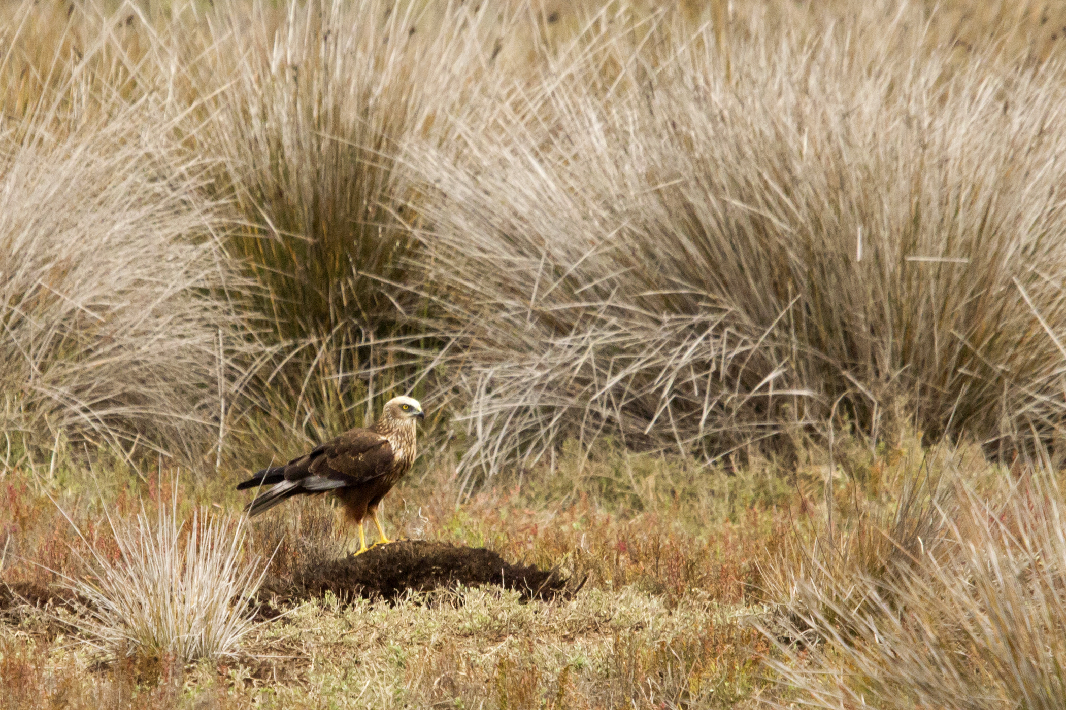 Marsh Harrier (Male)