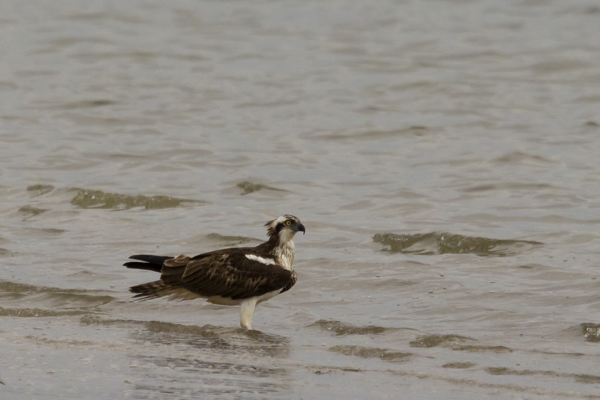 il pescatore al bagnetto