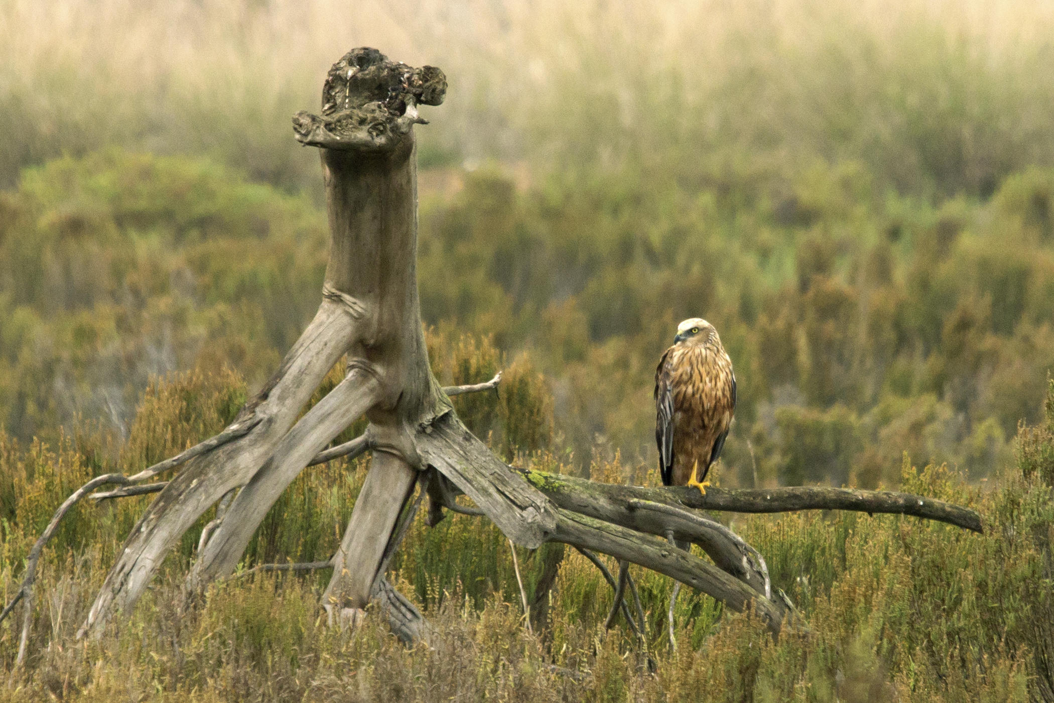 the dark and handsome