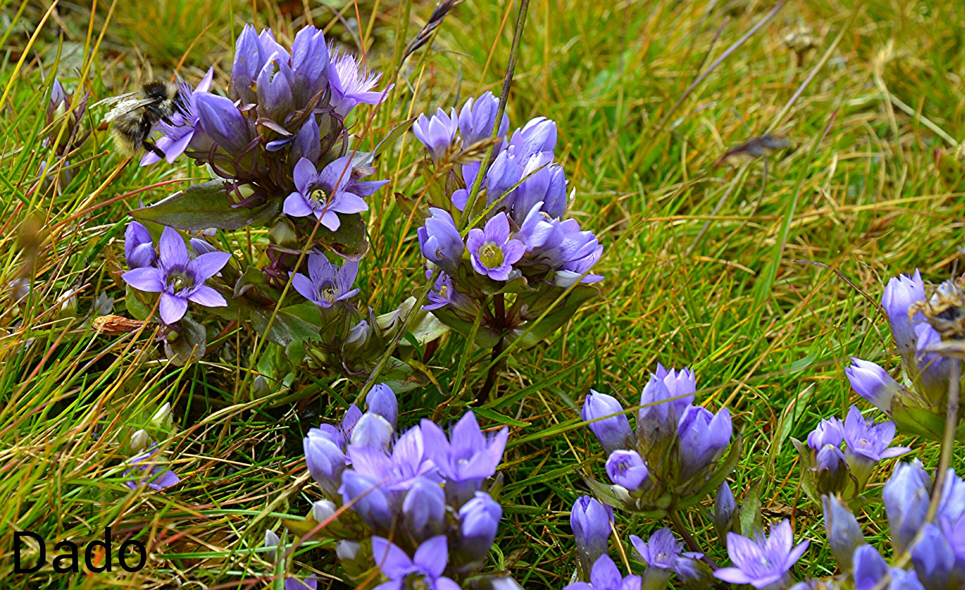 genziana campestre con intruso