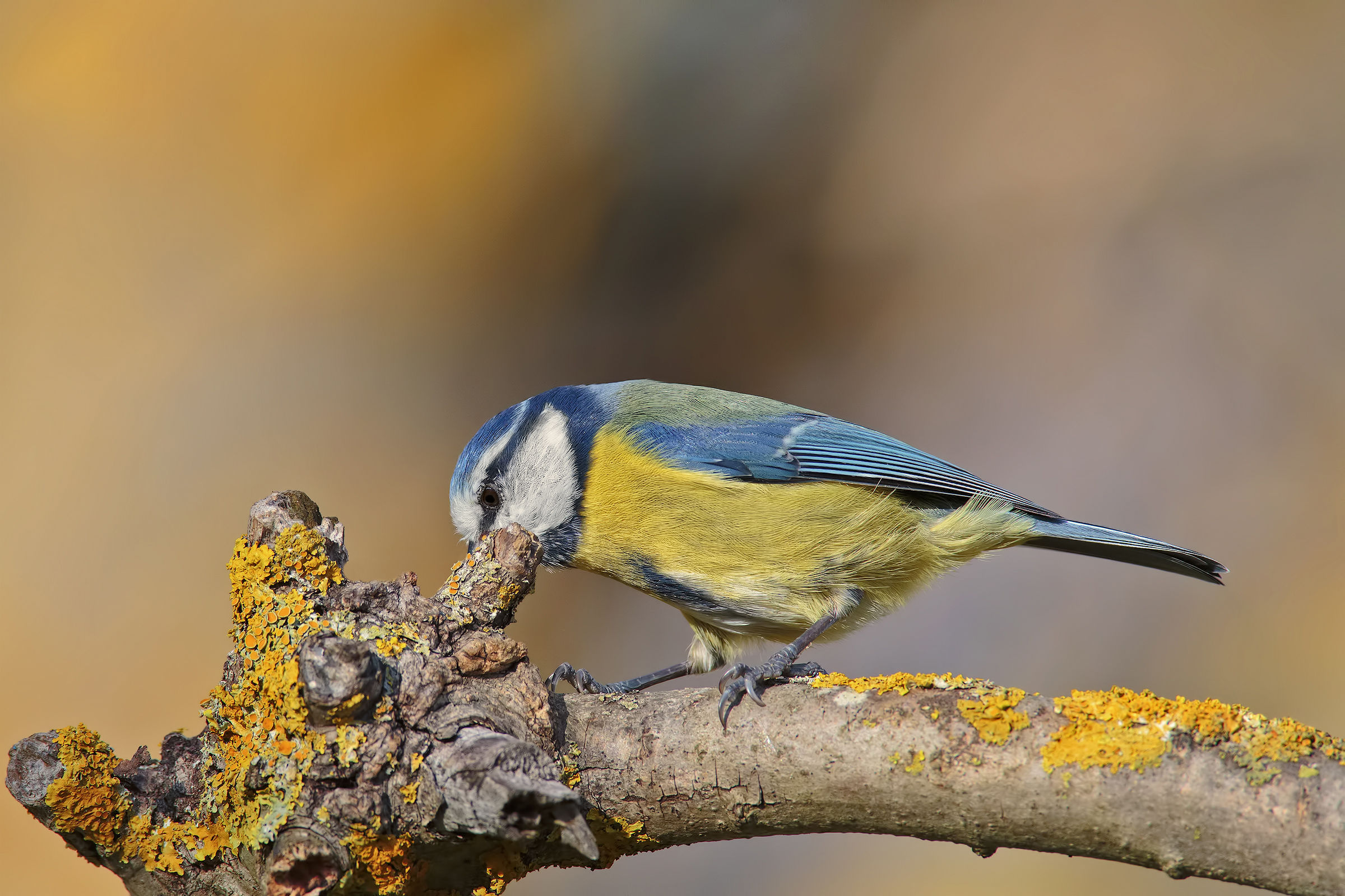 Cuckoo ... I do not see ...