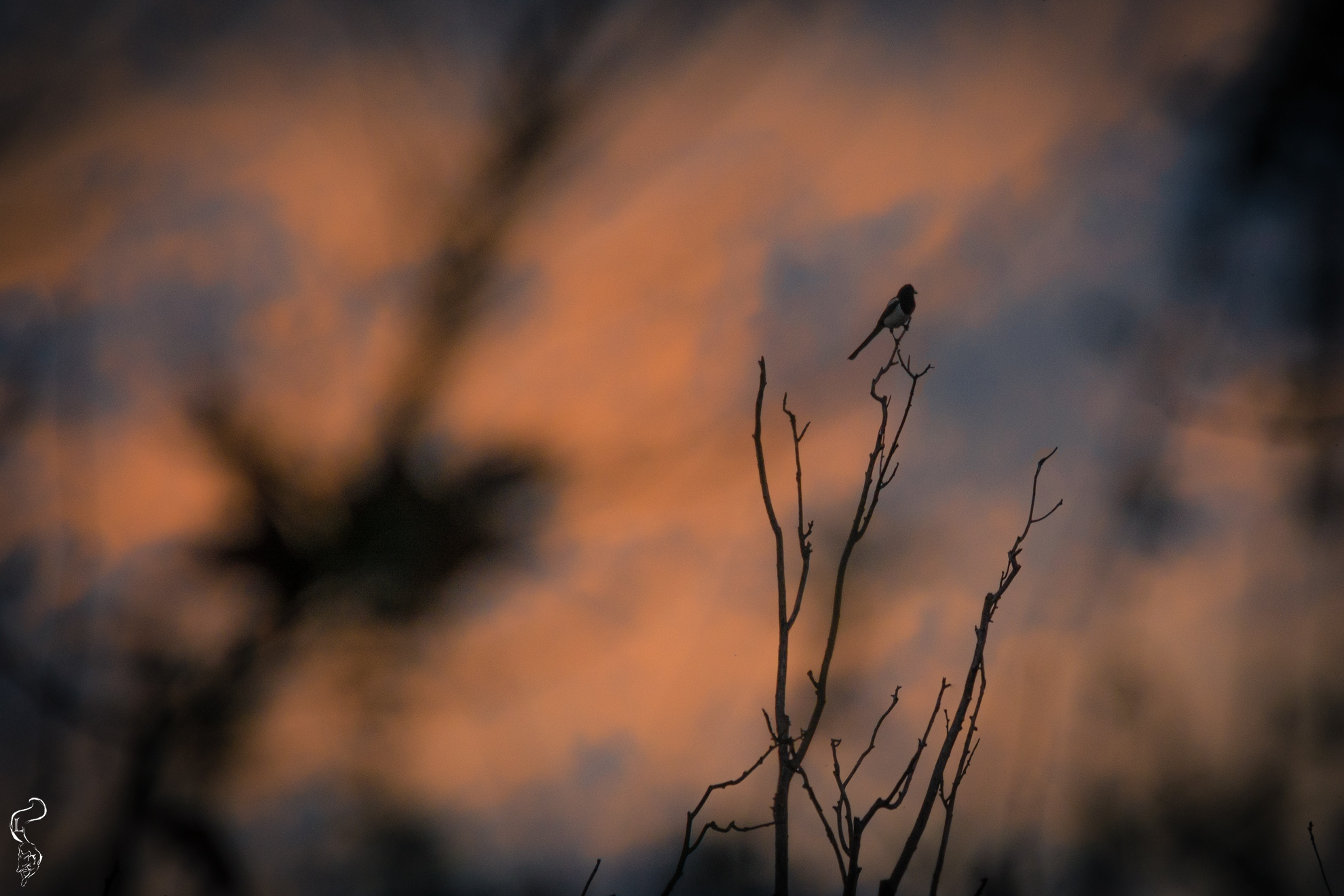 Gazza Ladra at sunset