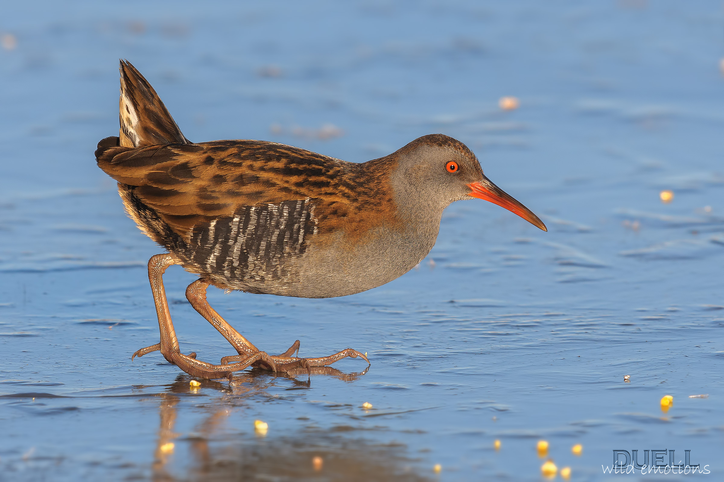 water rail on ice