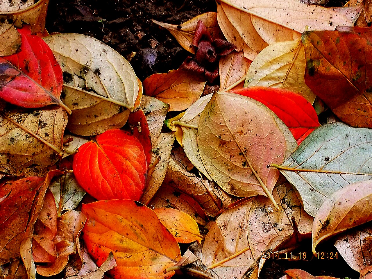 Foglie rosse a terra