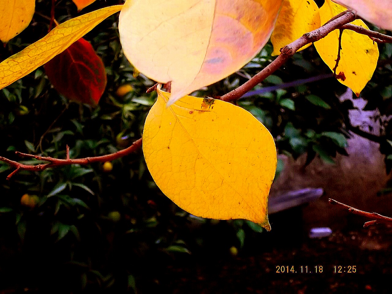 Foglia gialla