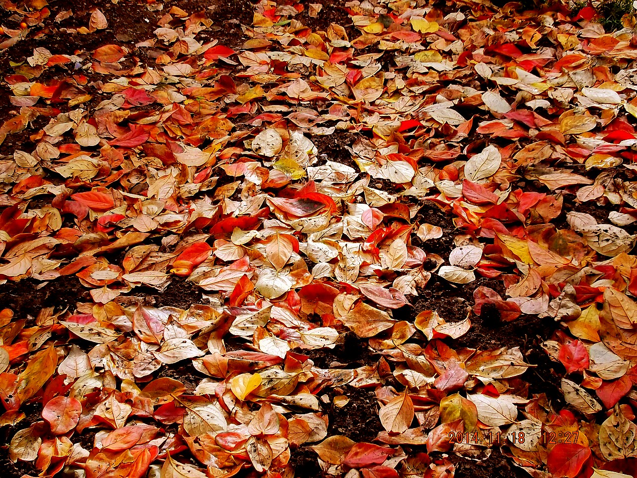 Tappeto di foglie