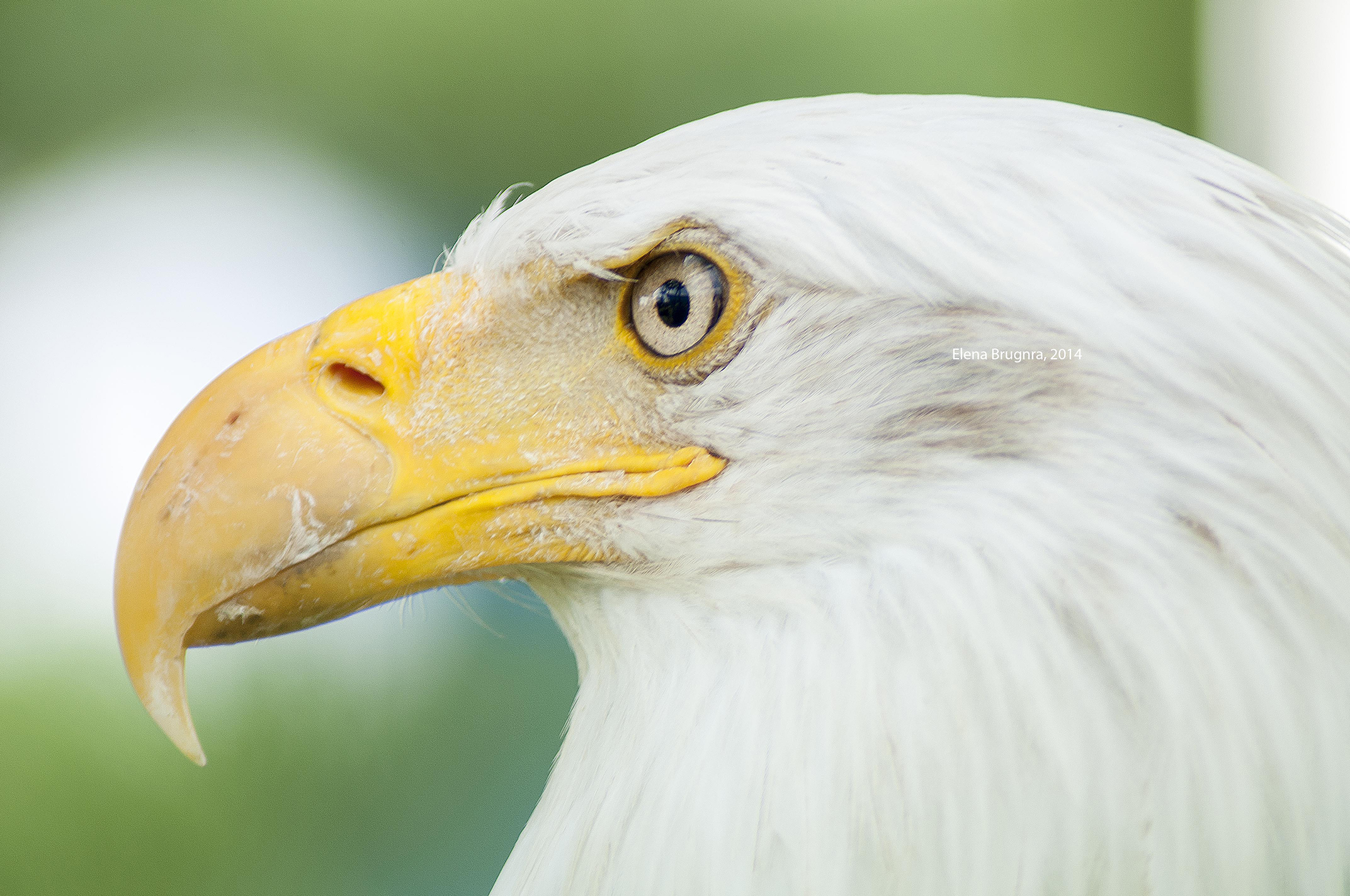 Bald Eagle - Haliaeetus leucocephalus