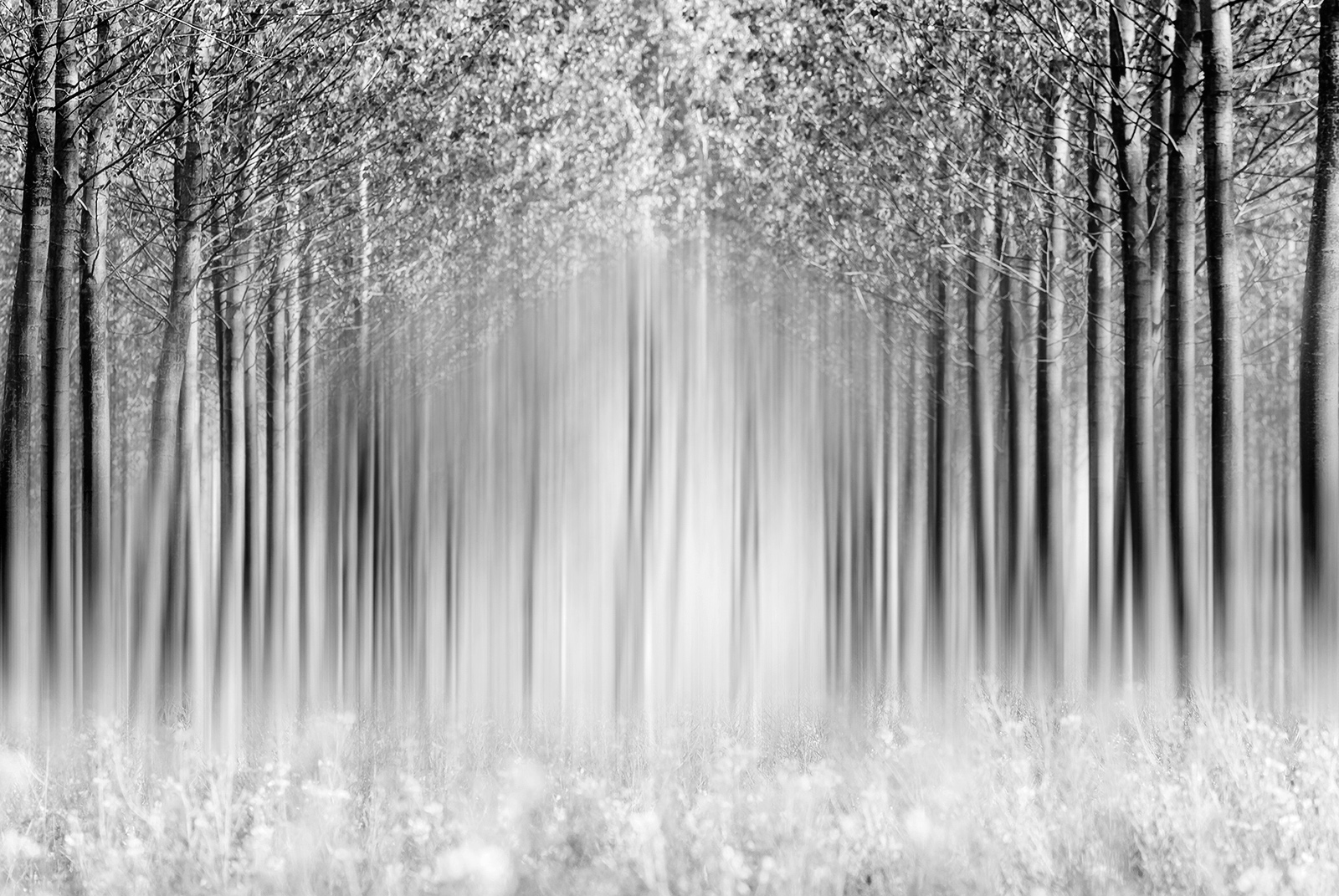 The enchanted forest