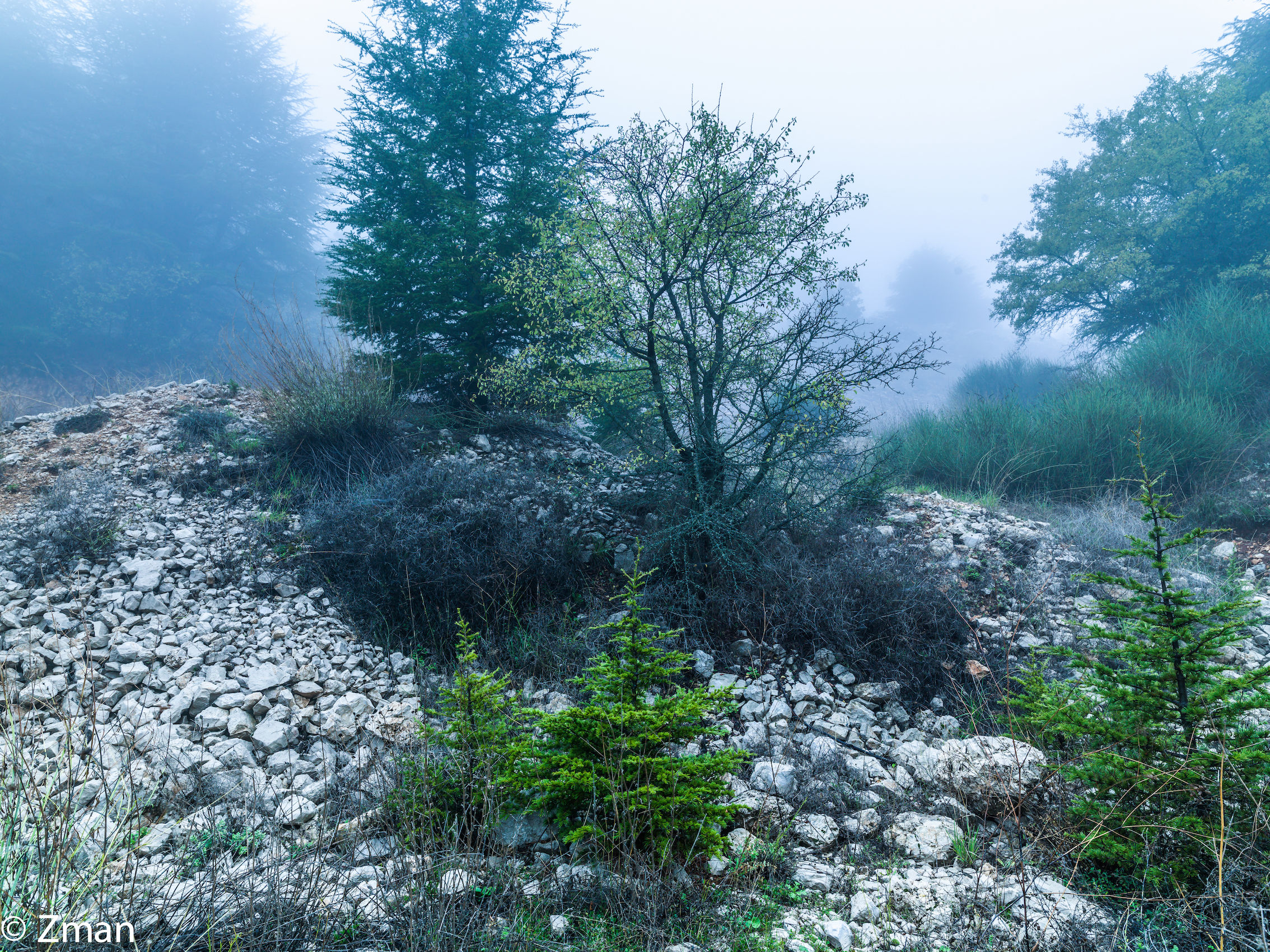 I cedri del Al Barouk