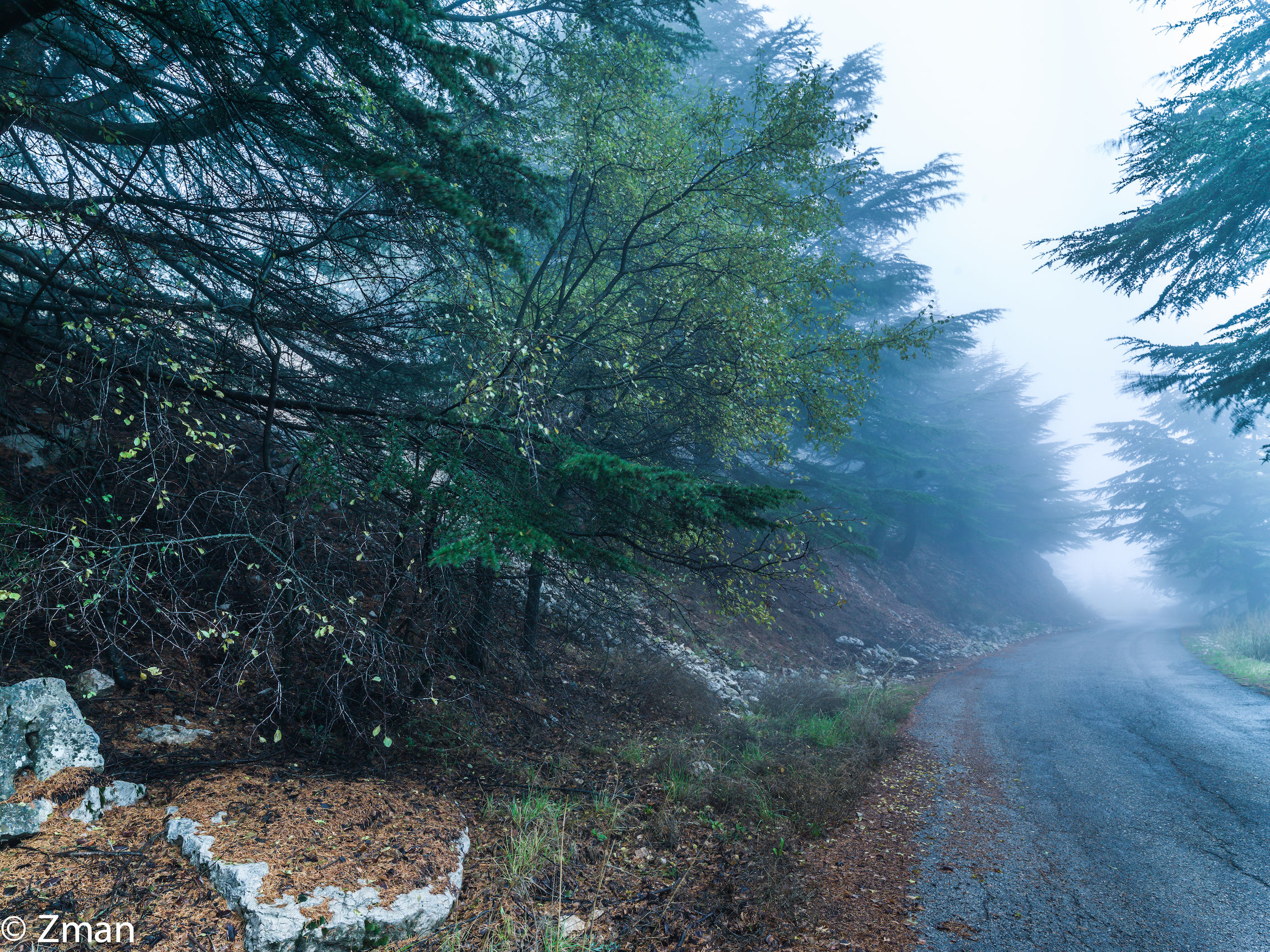 I cedri del Al Barouk