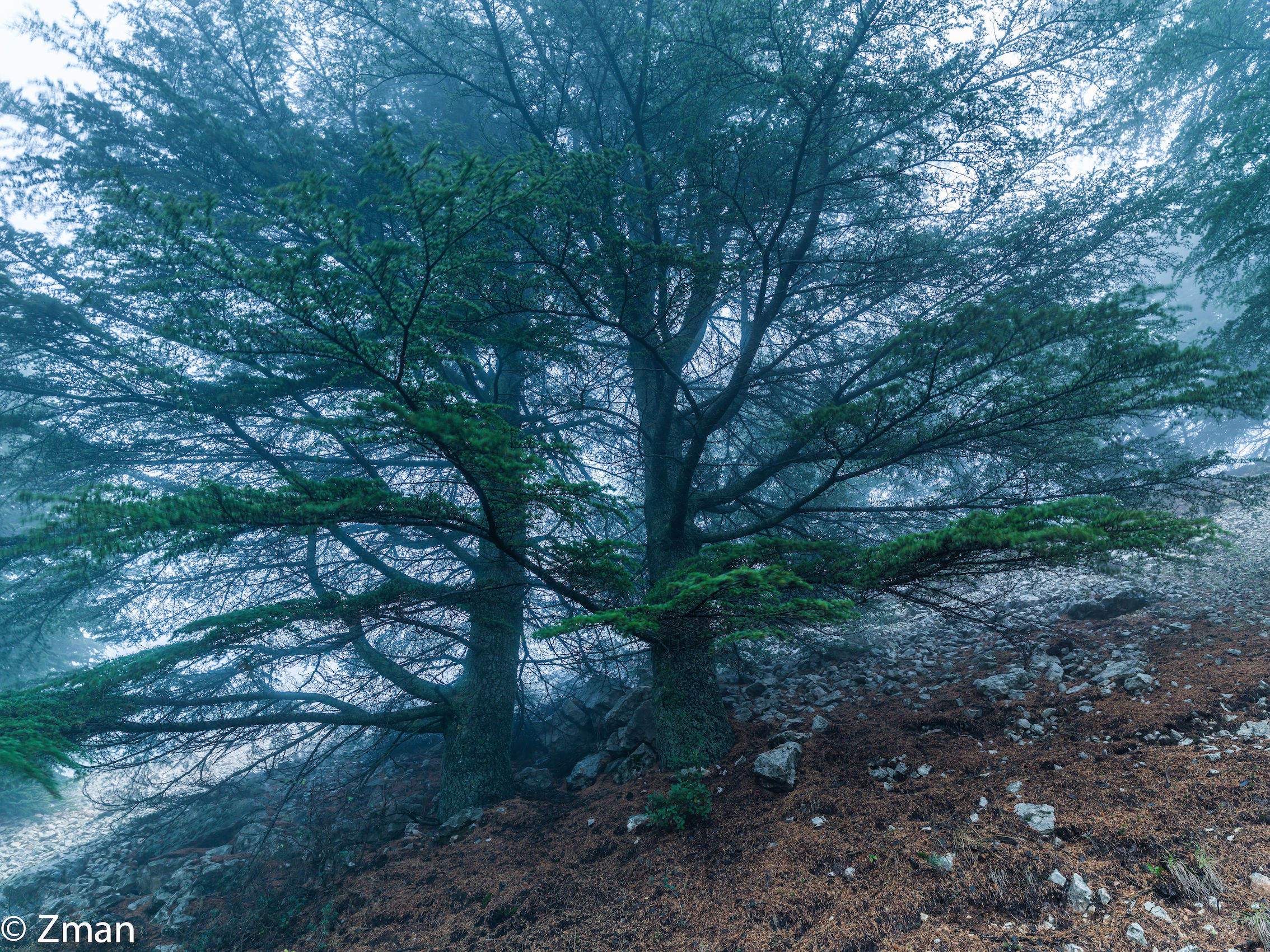 I cedri del Al Barouk