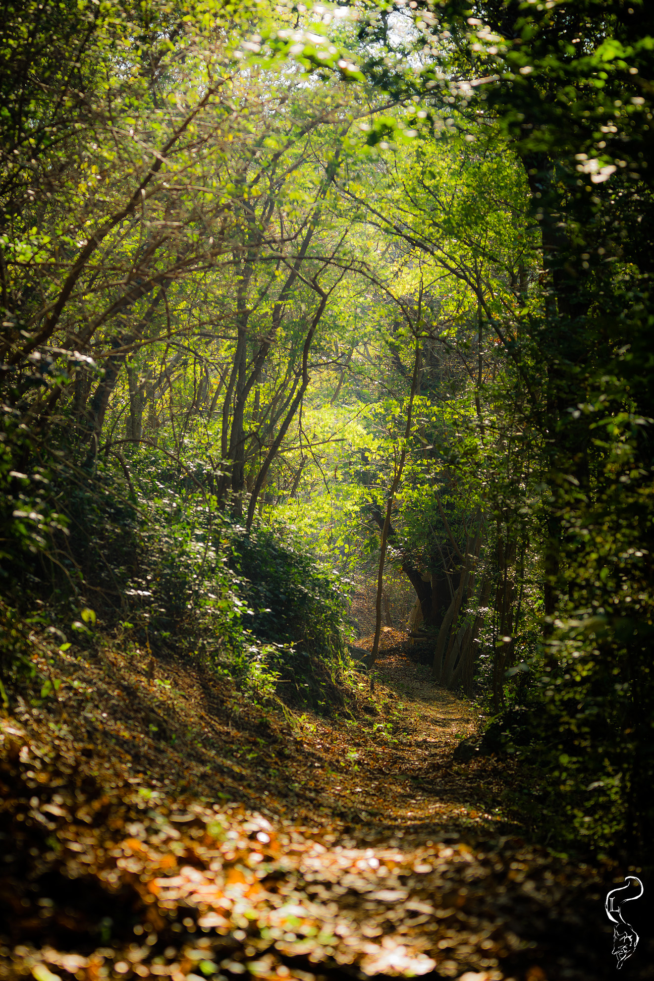 Trail of the hills Hills