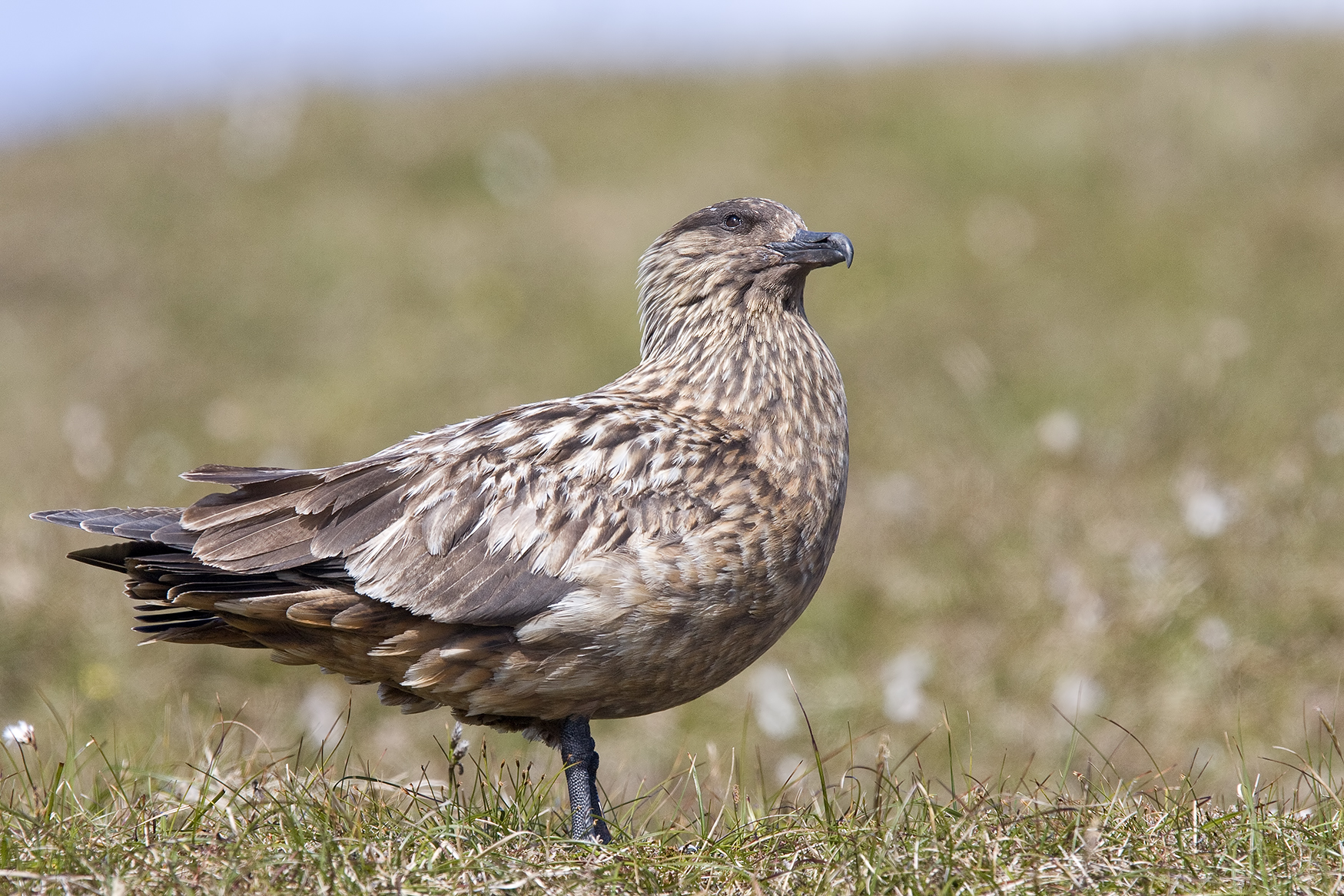 great skua