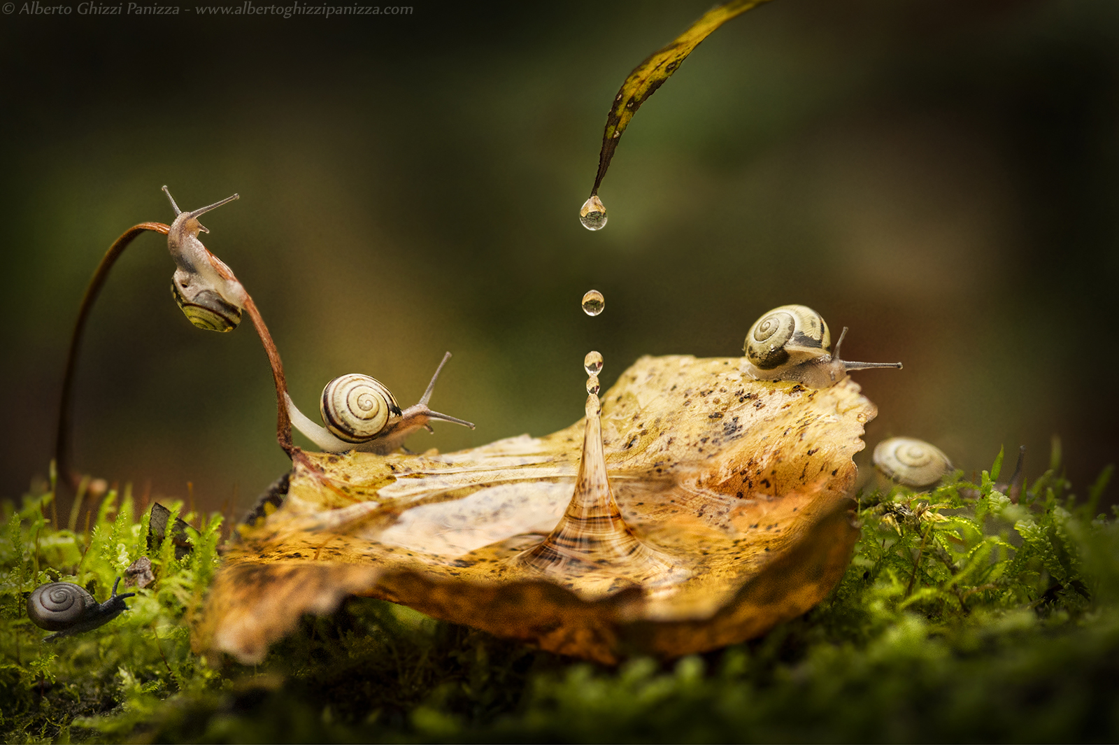 Drops of autumn in the forest