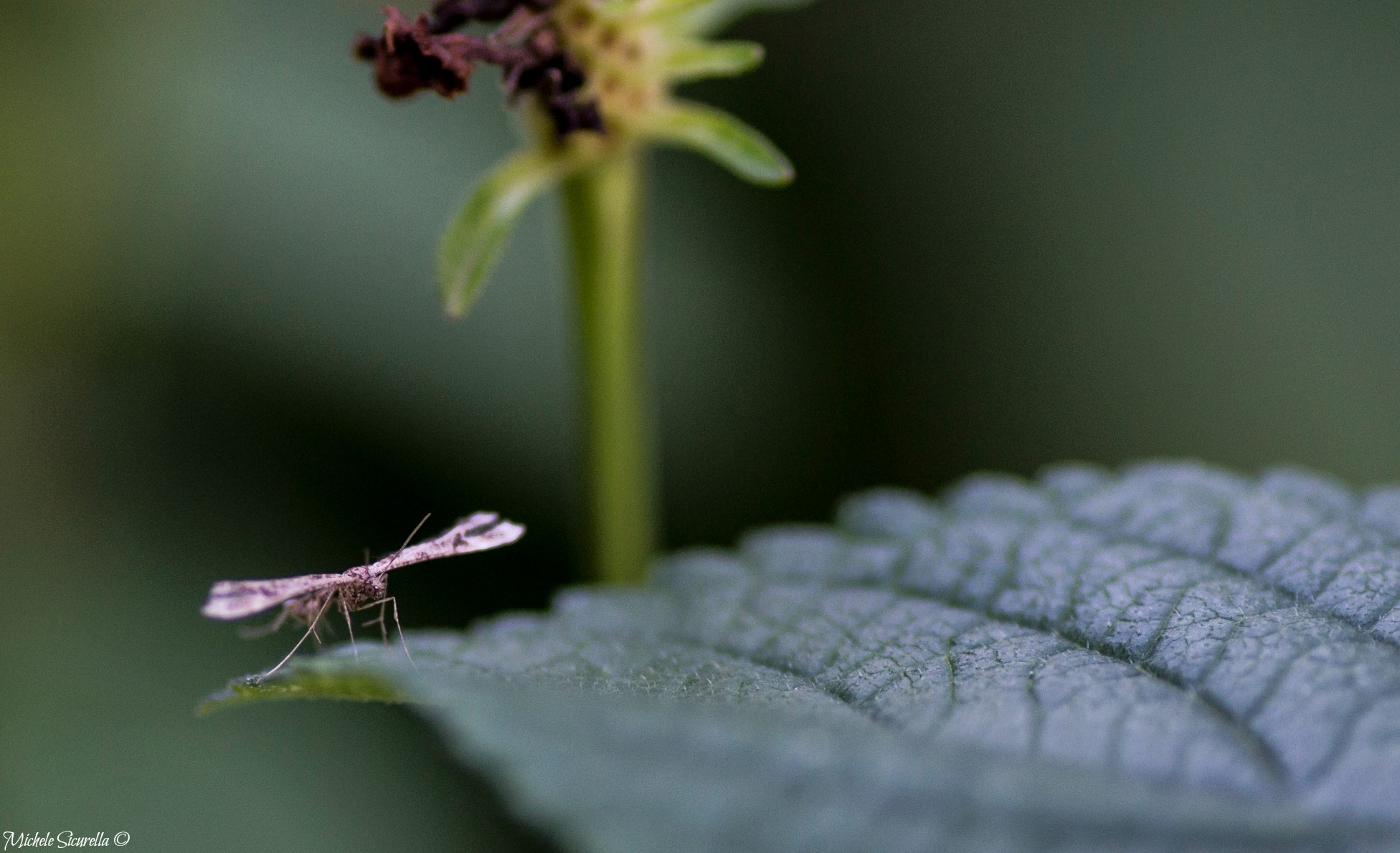 Insettino piccolissimo inquadratura Ravvicinata