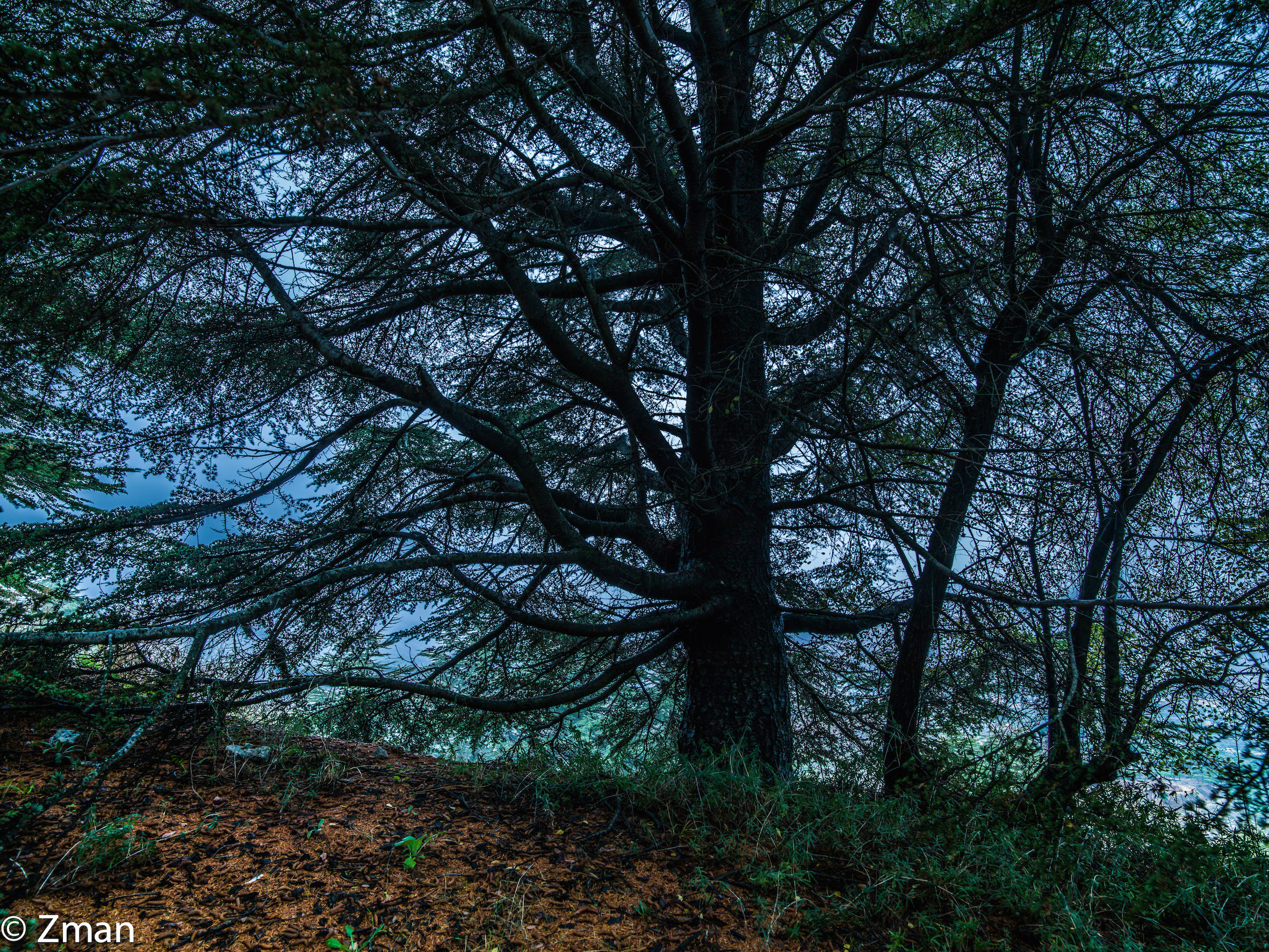 The Cedars Of Al Barouk