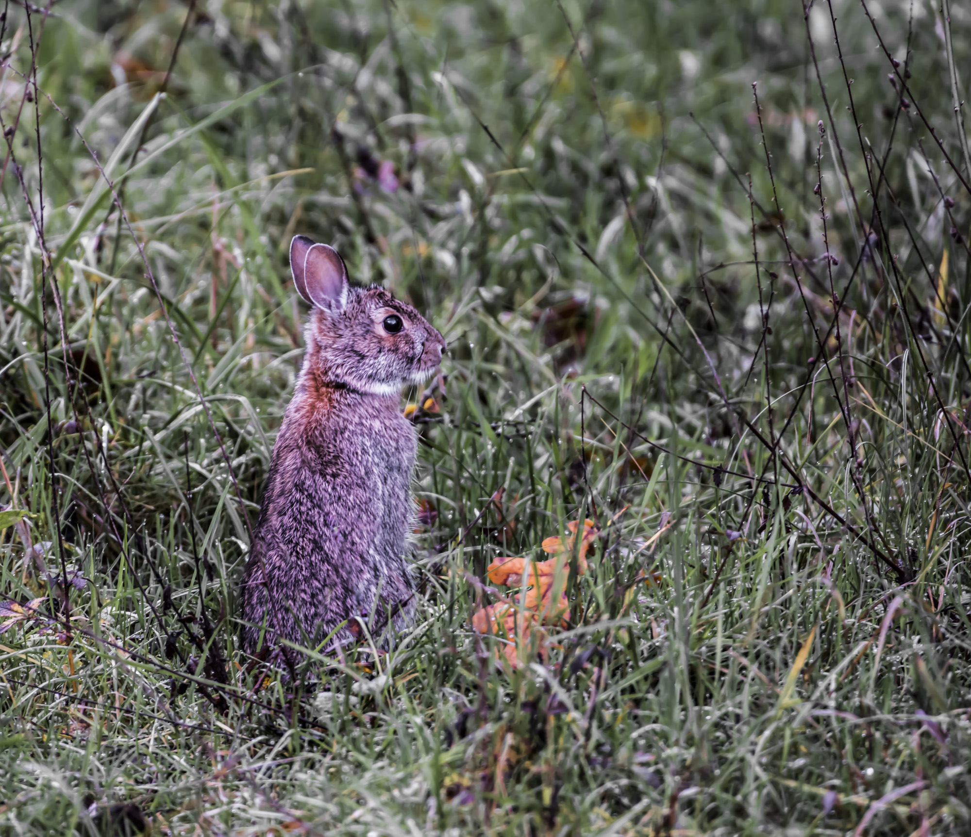 Coniglietto selvatico..