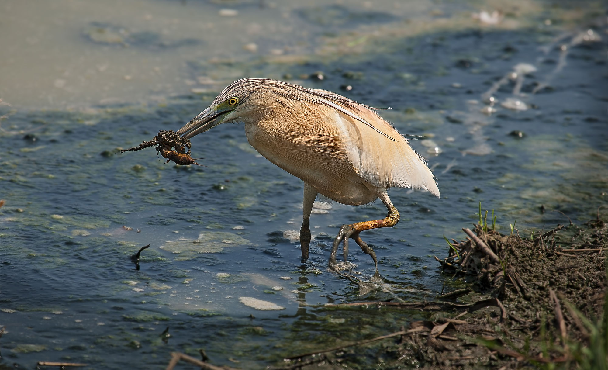 Lunch with the squacco