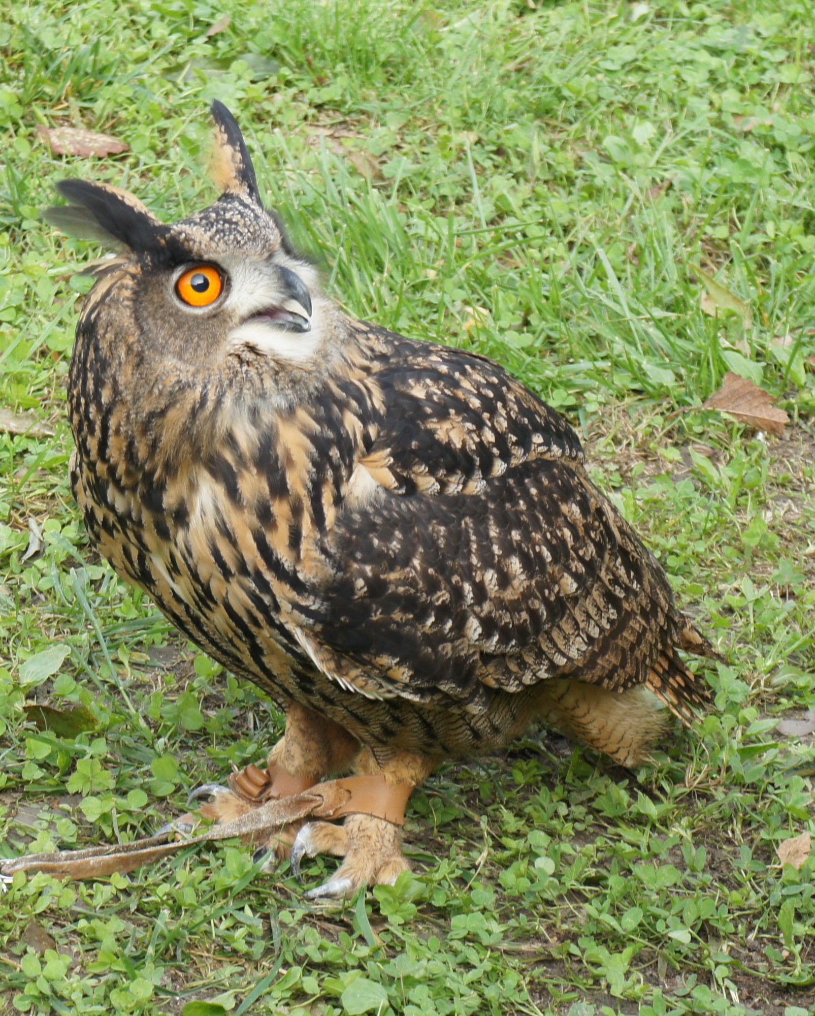 the eagle owl