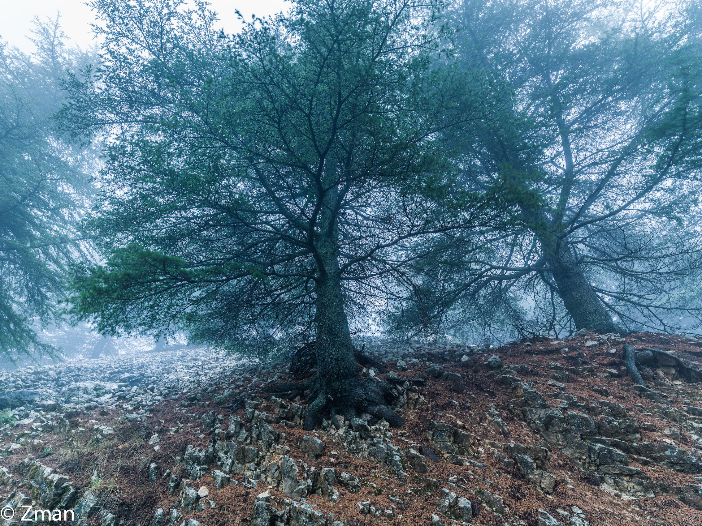 I cedri del Al Barouk