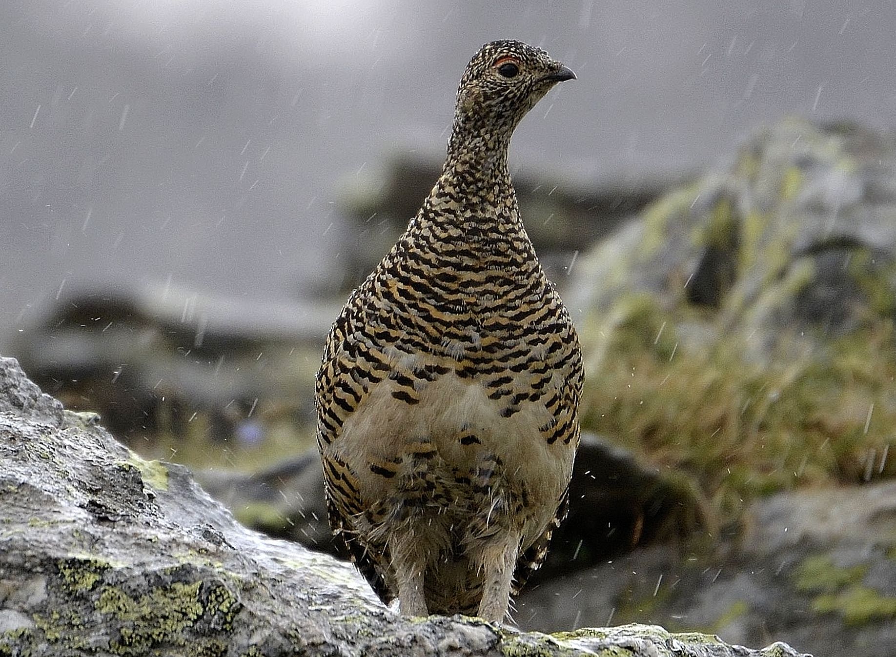 ptarmigan