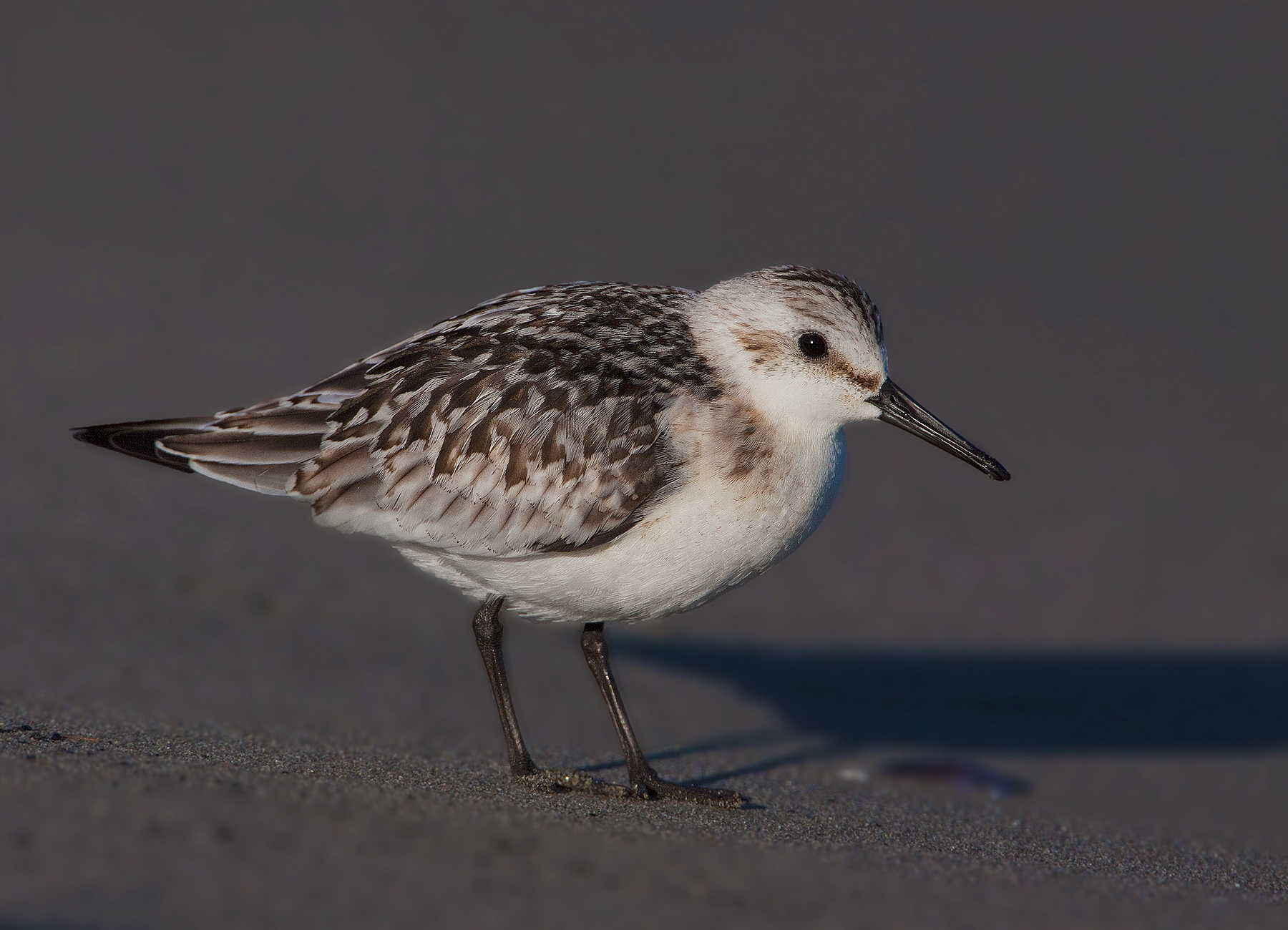 Sanderling