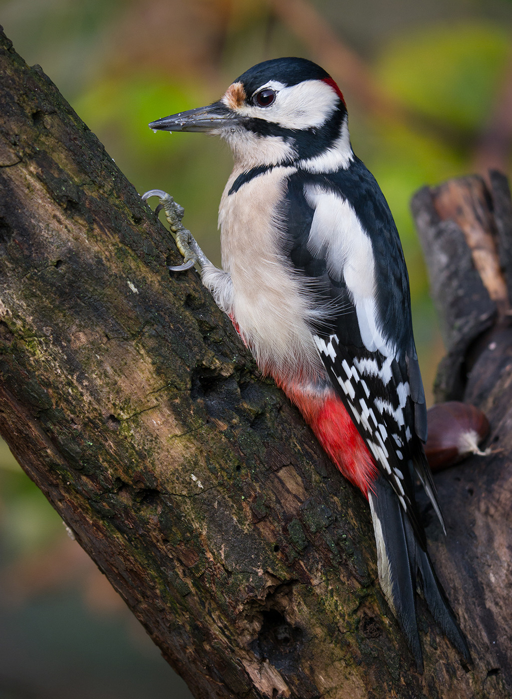 Spotted Woodpecker (male)