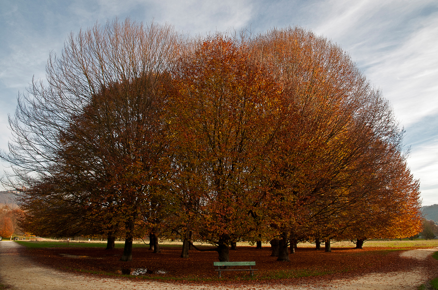ultime foglie d'autunno nel parco del Po