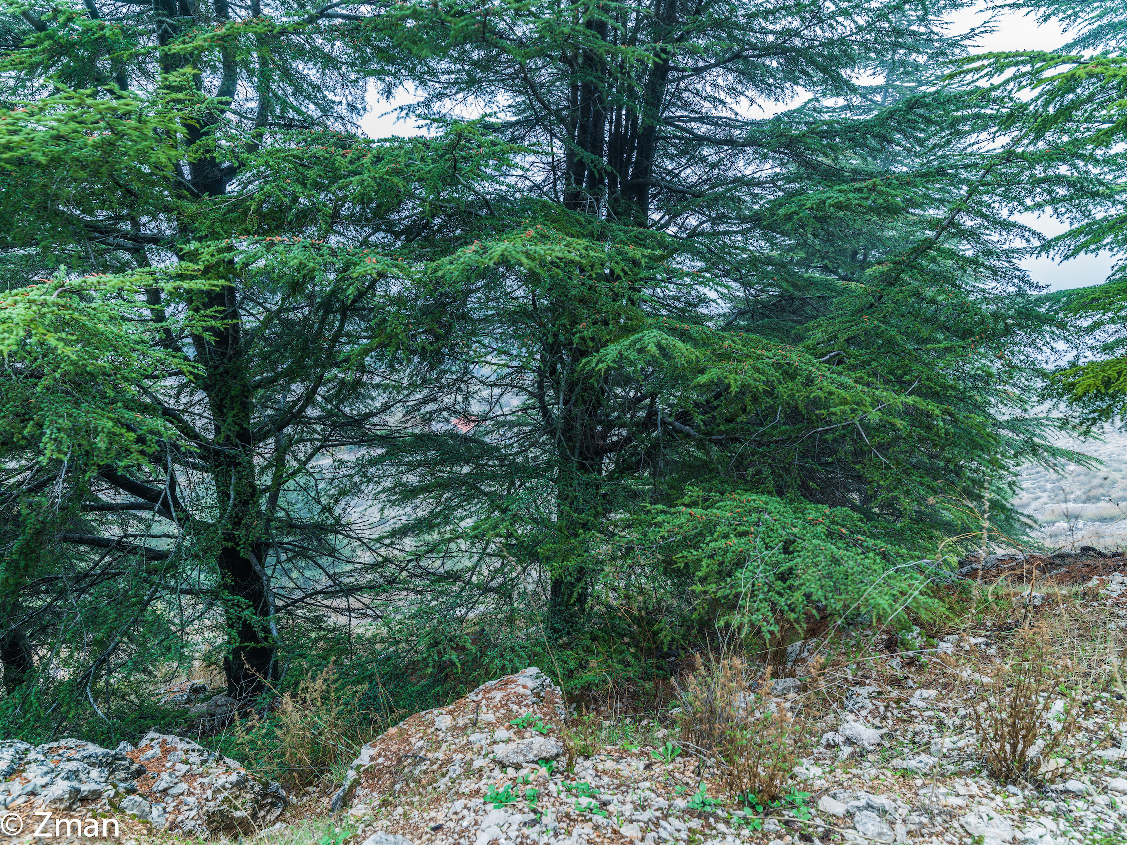 I cedri del Al Barouk