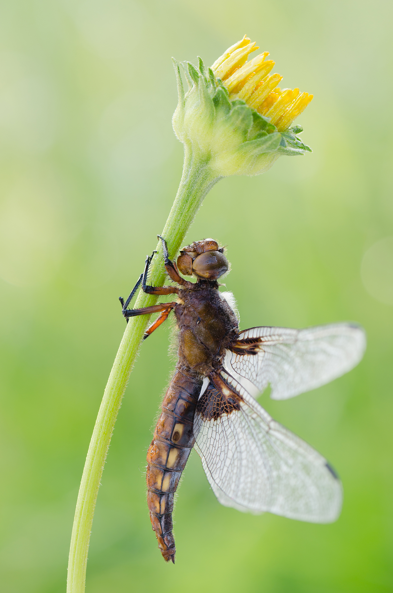 Libellula depressa