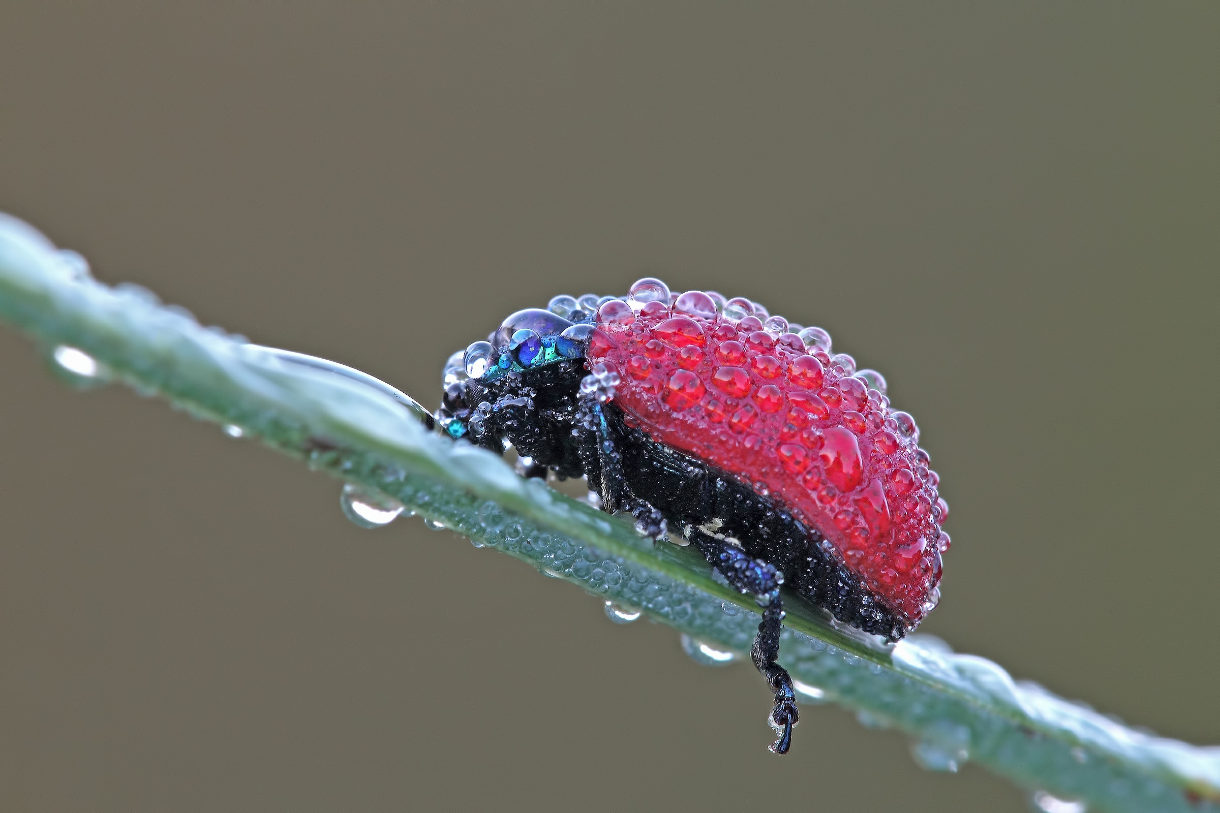 .... Just rugada or under something ???