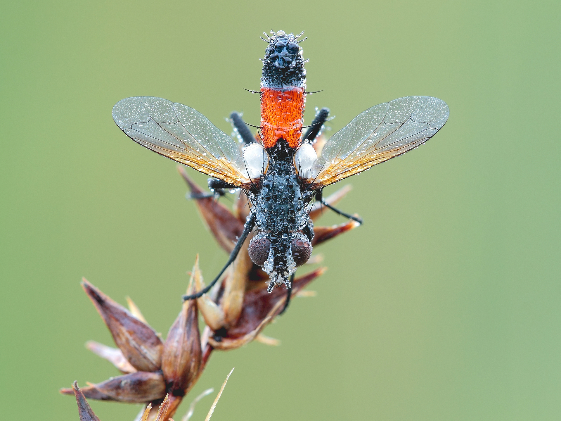 Cylindromyia brassicaria