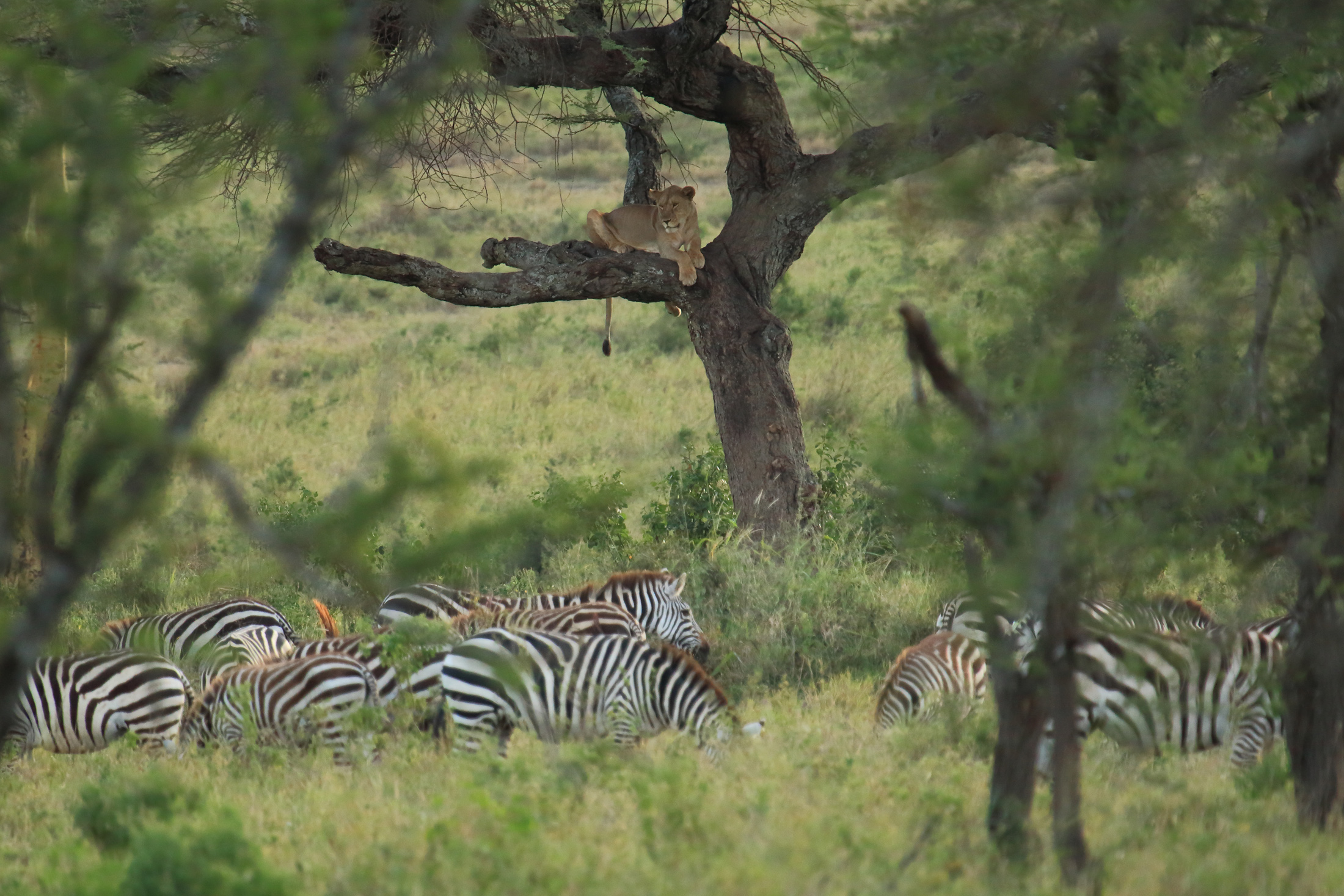 mi è semblato di vedele un gatto...