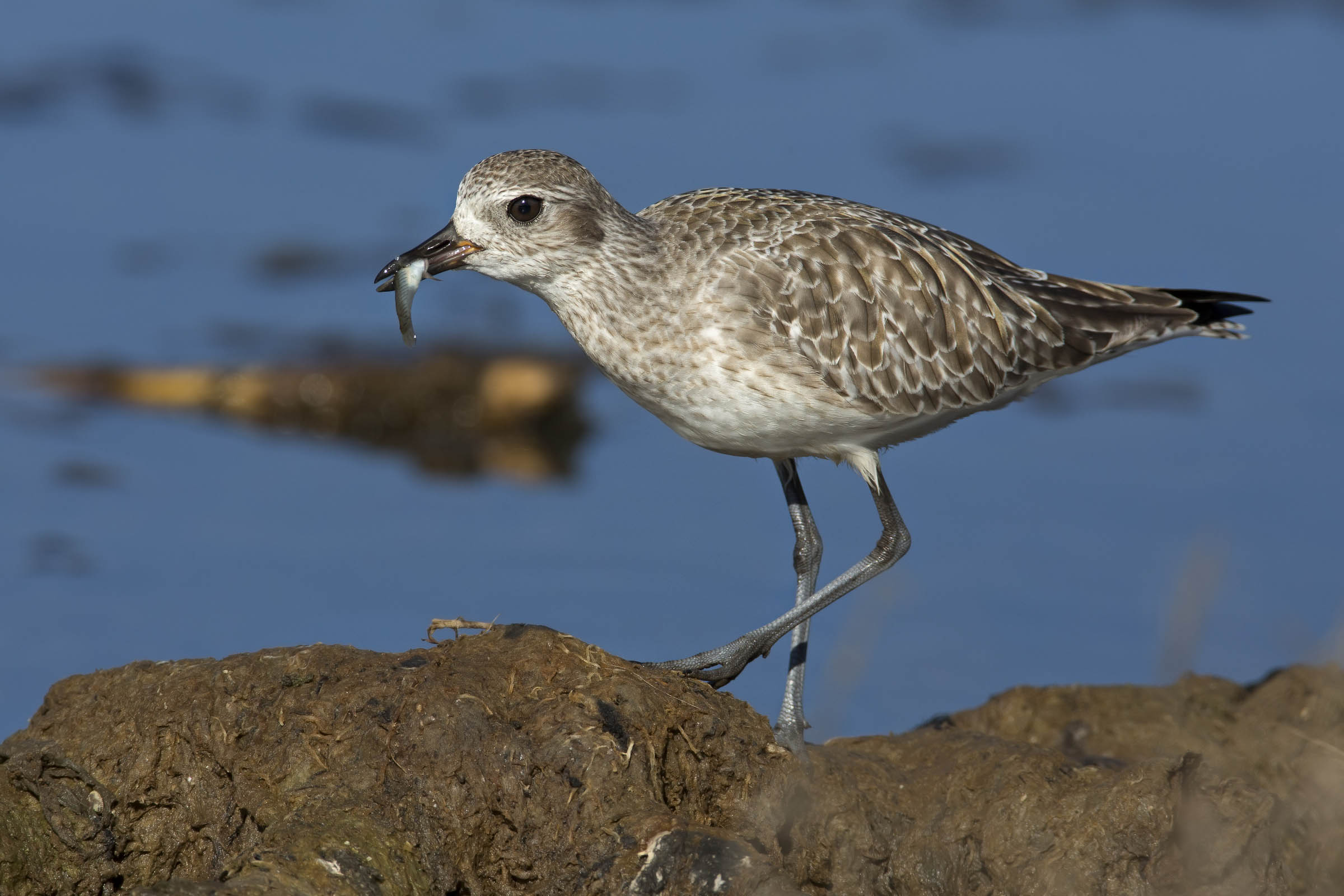 pivieressa con aphanius