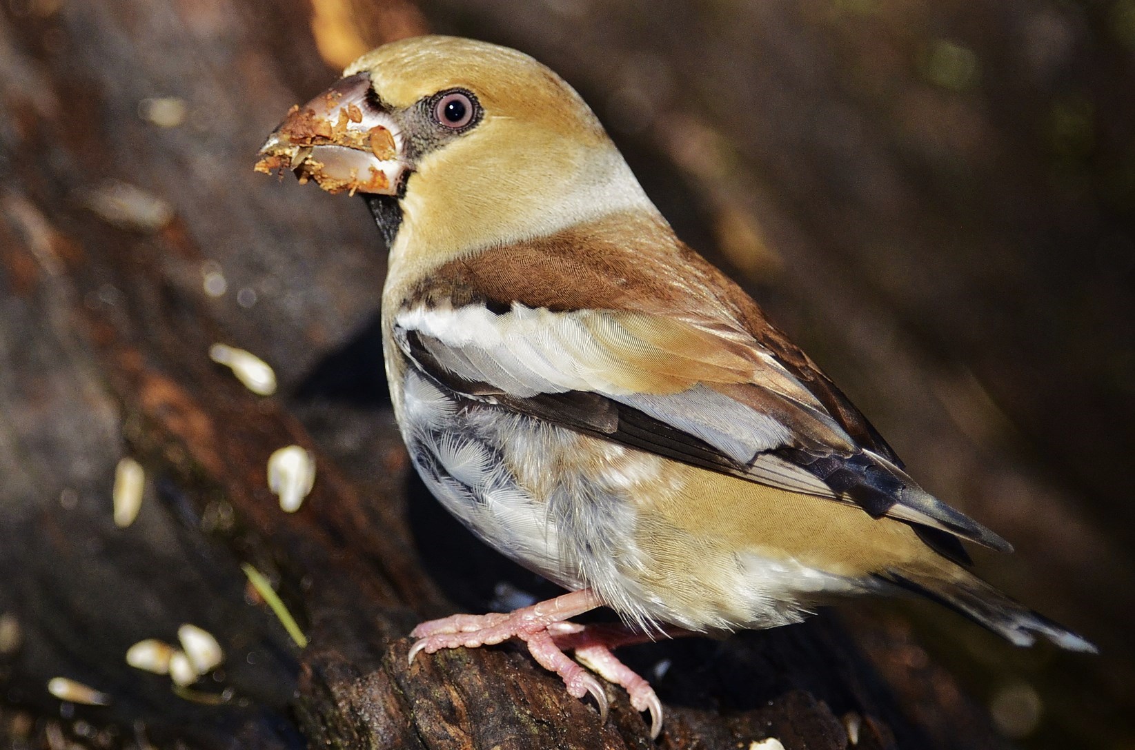Hawfinch greedy