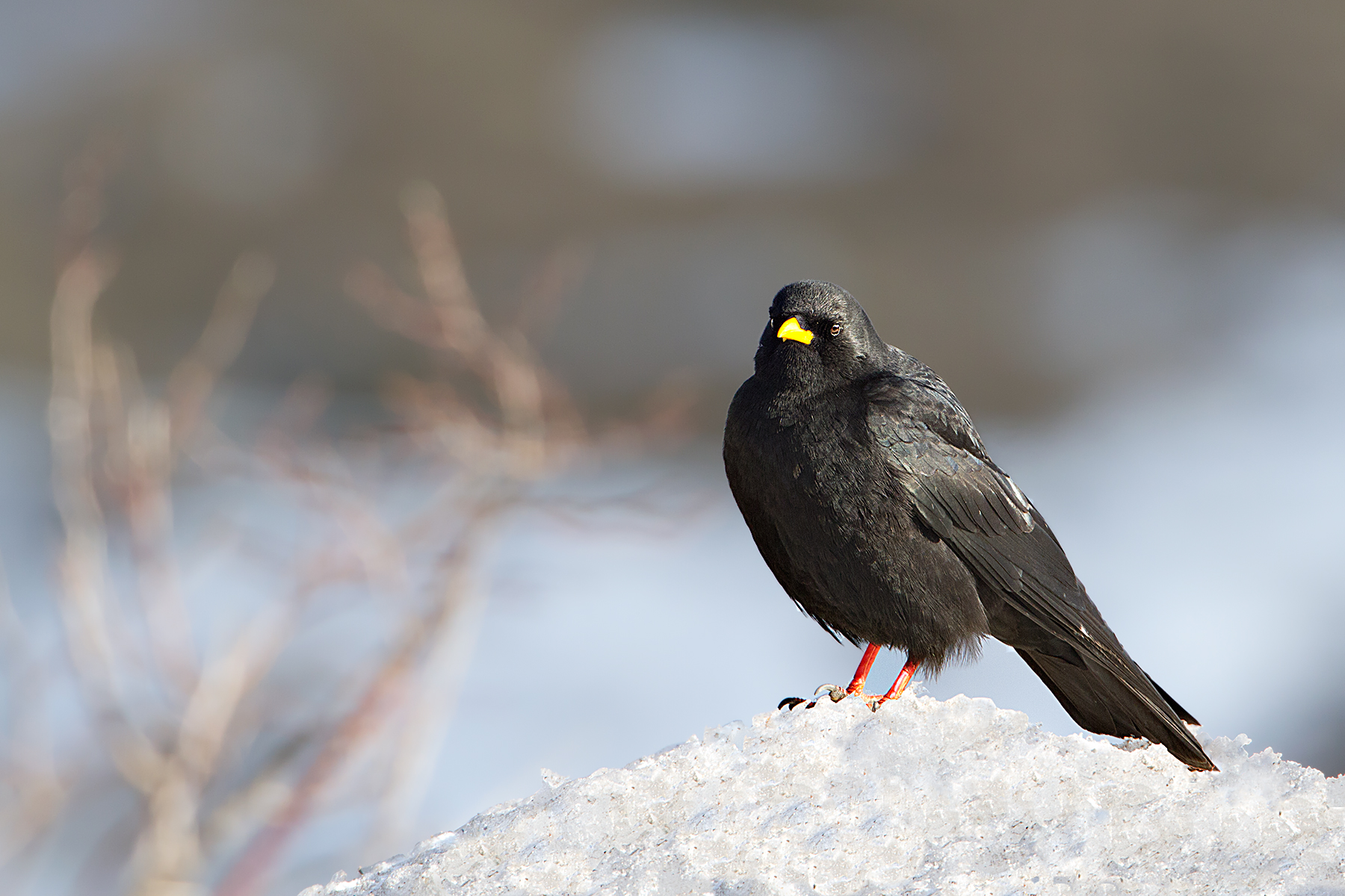 Alpine Chough