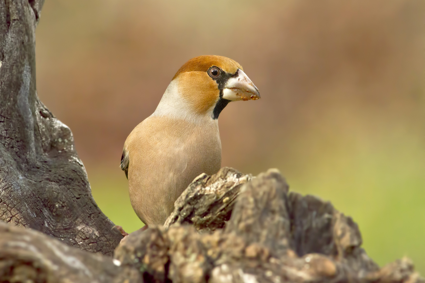 Hawfinch