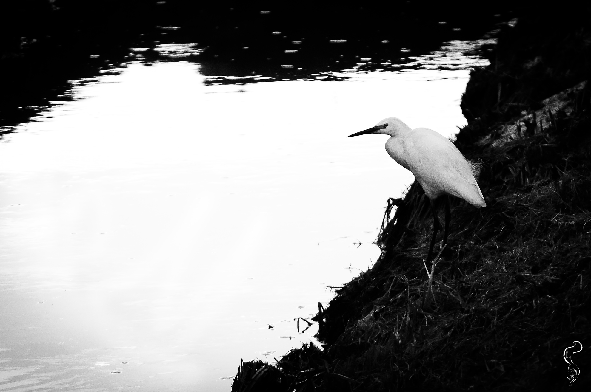 Egret in NL