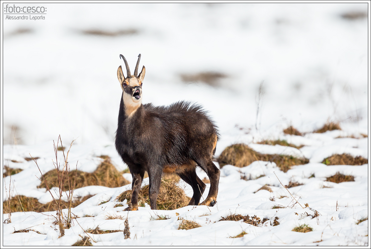 Rupicapra rupicapra - Chamois - Camoscio