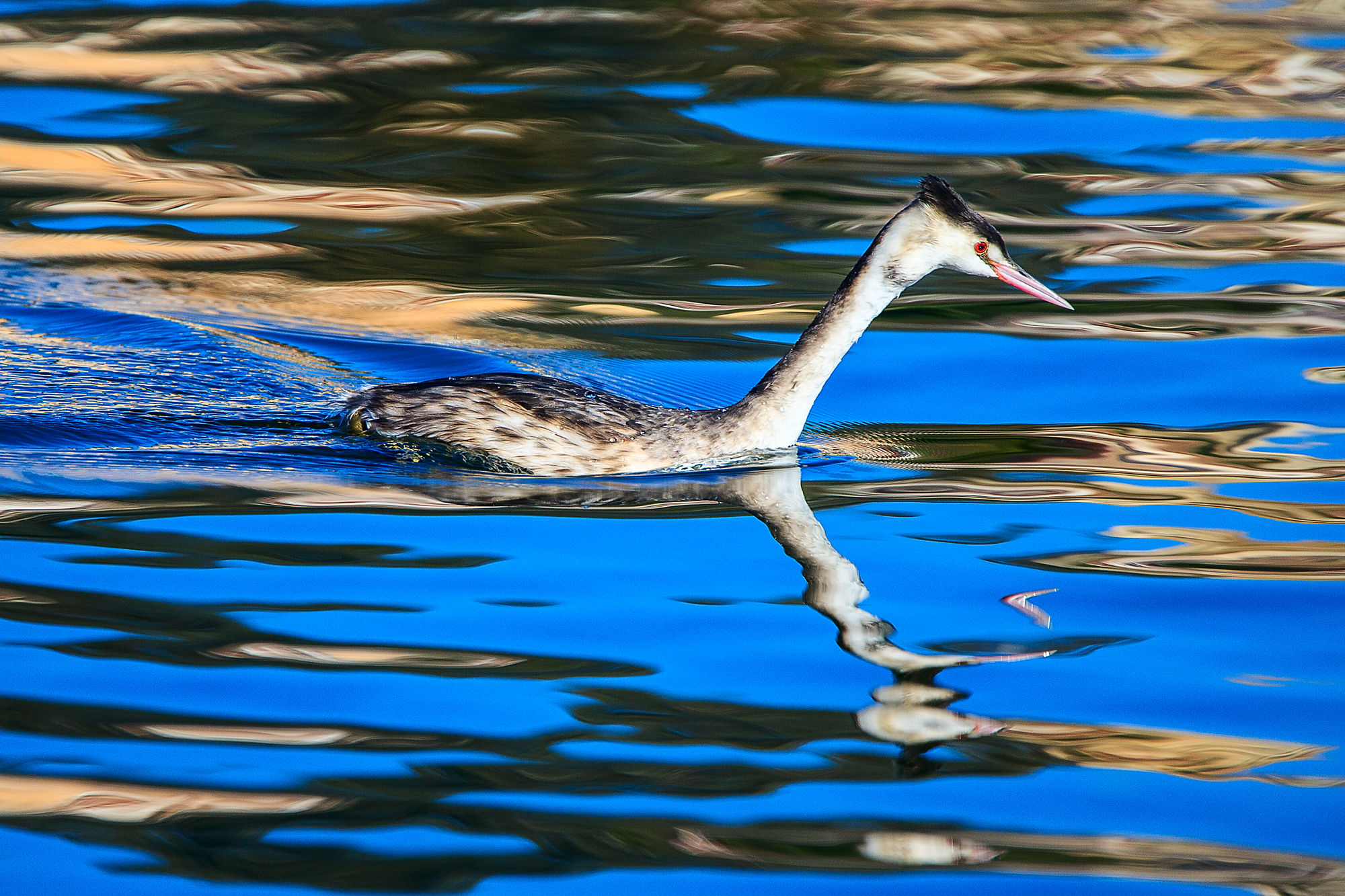 Grebe Maggire