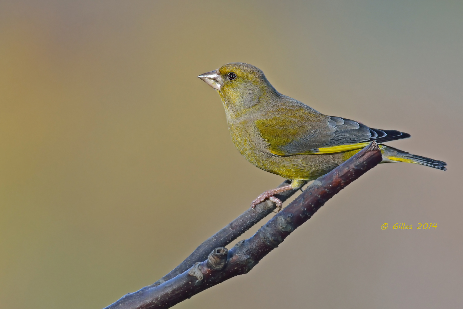Verdone (Carduelis chloris)