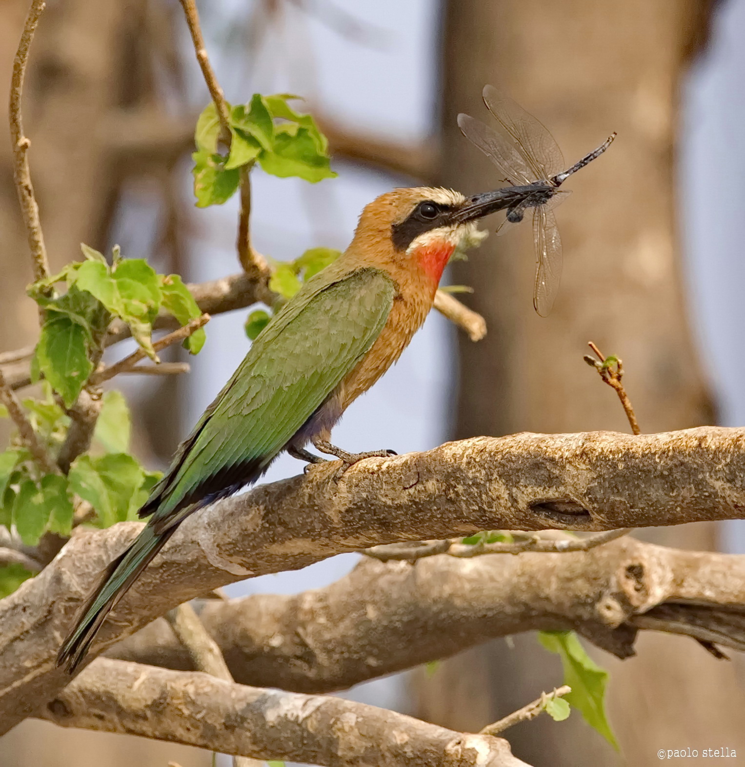 White Fronted Bee-Eater (White-fronted bee-eater)