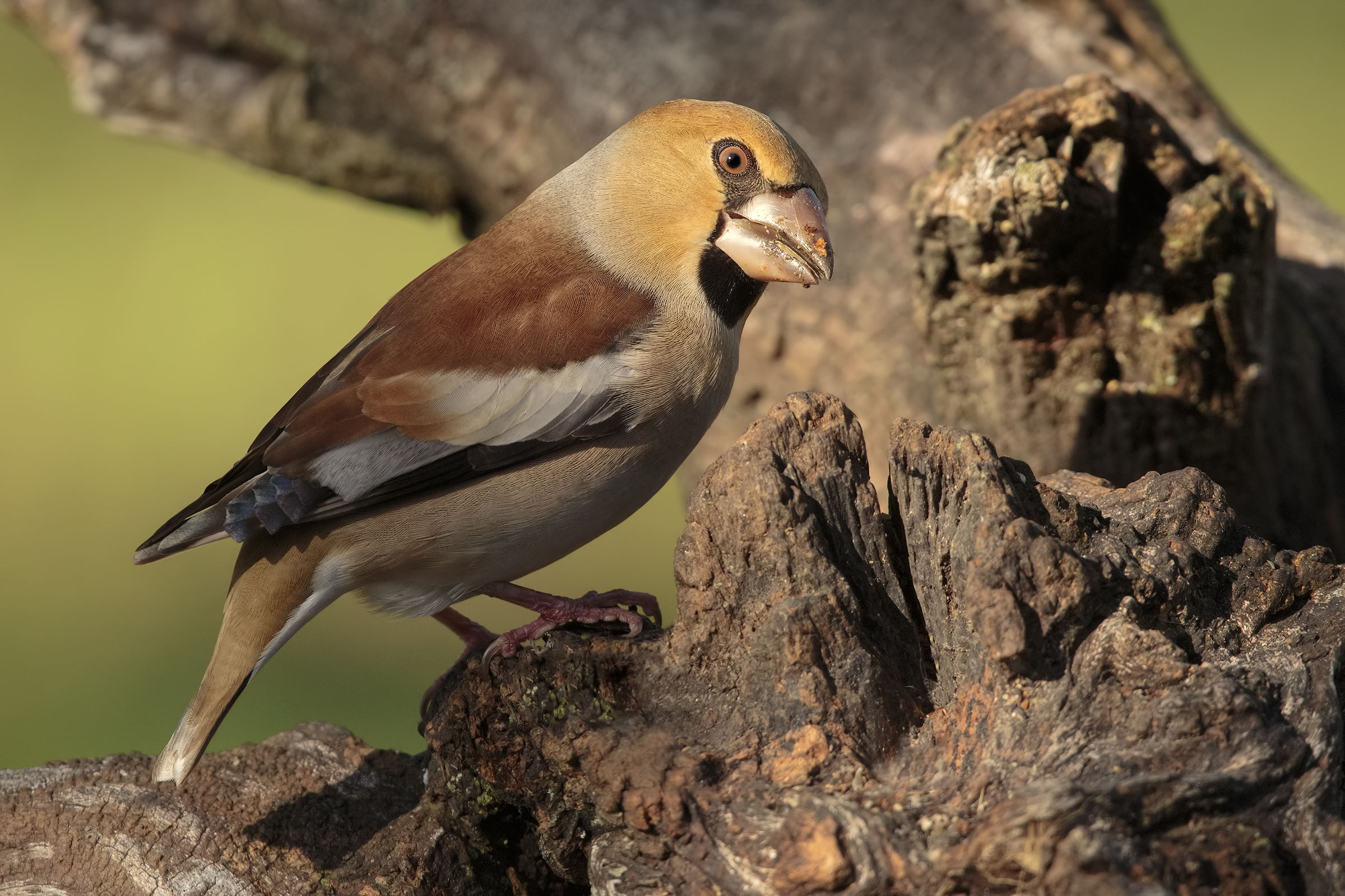 the play of shadows and light colors ...