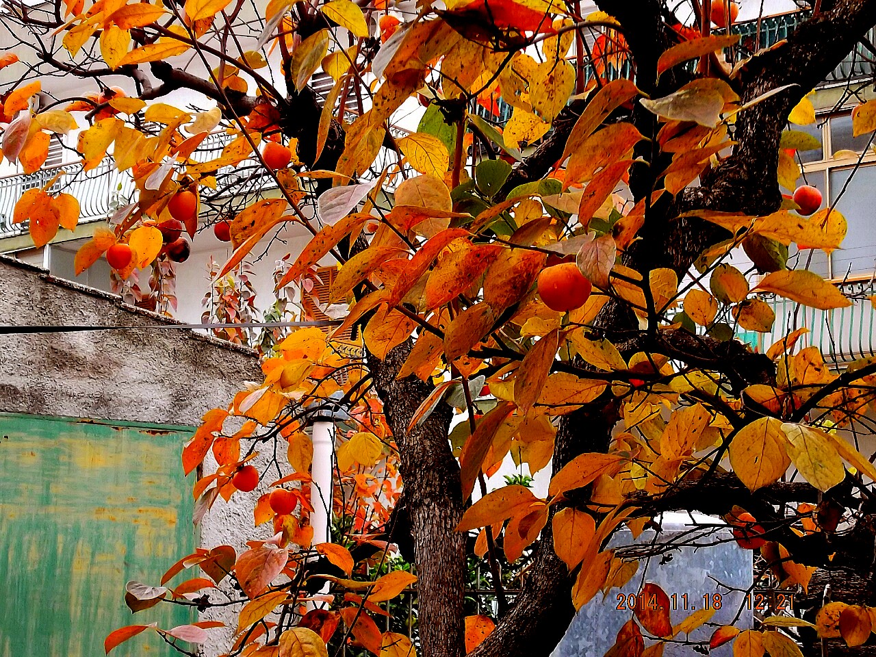 Yellow leaves of persimmon