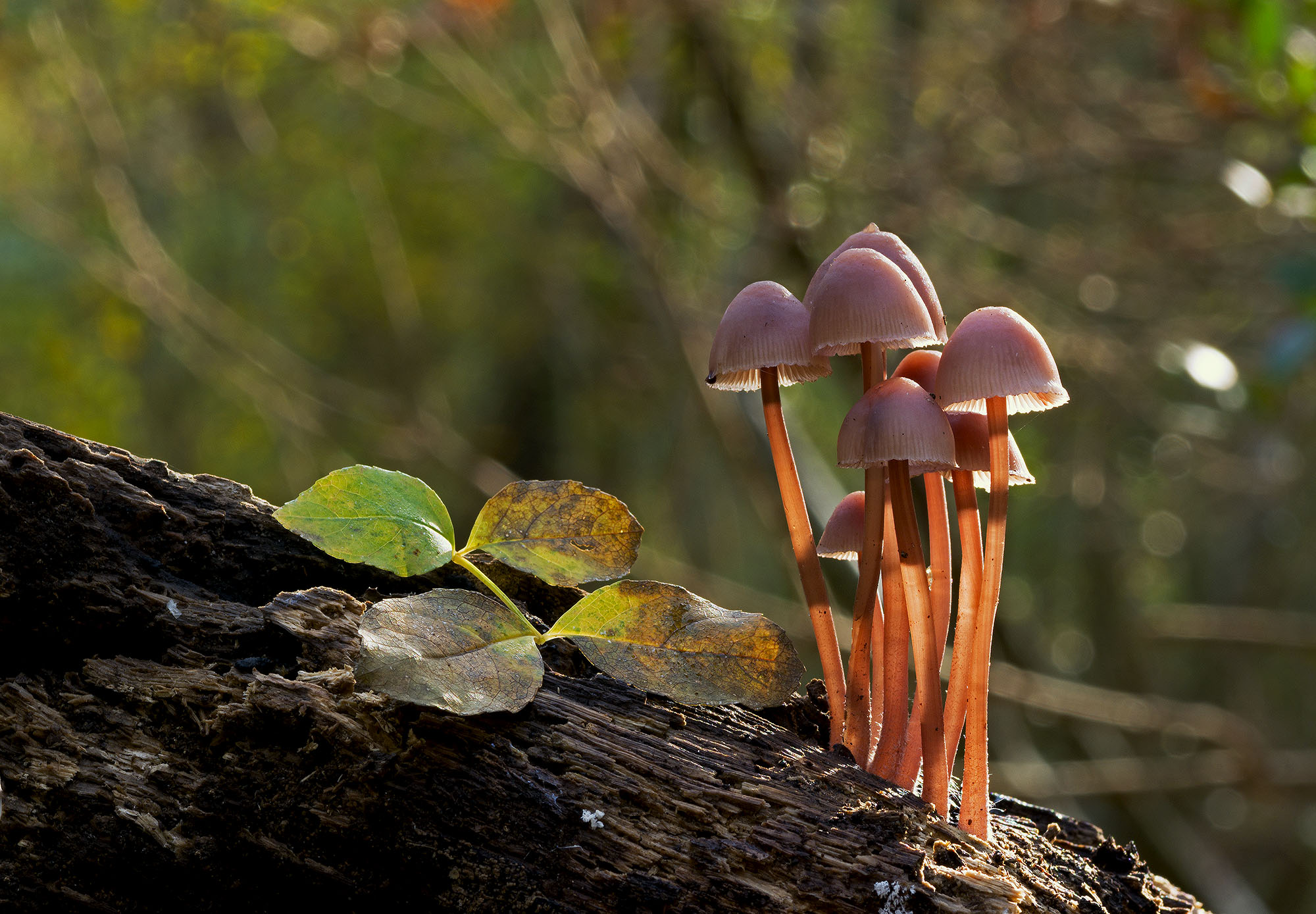 Mycena haematopus