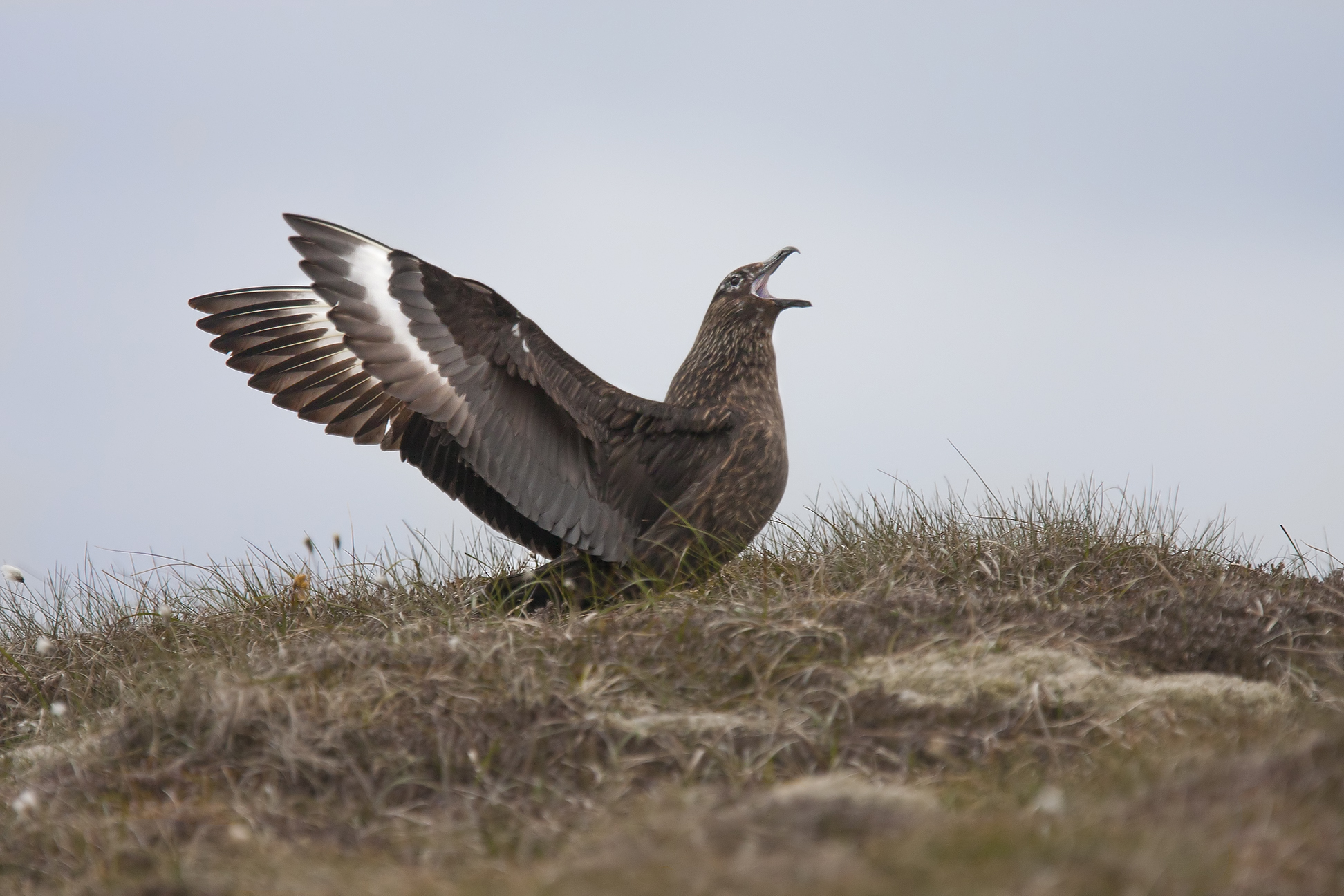 Skua