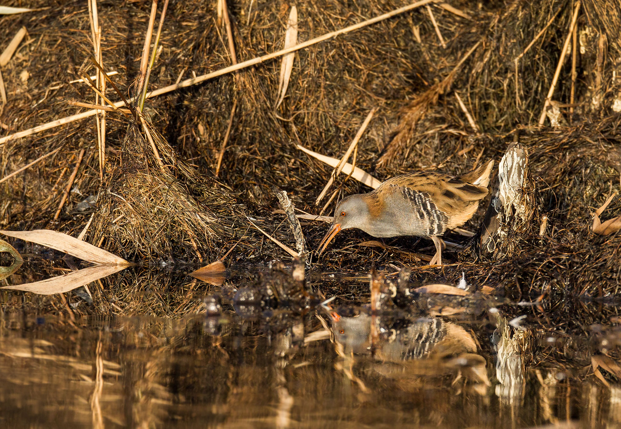 Mr. ... water rail ...