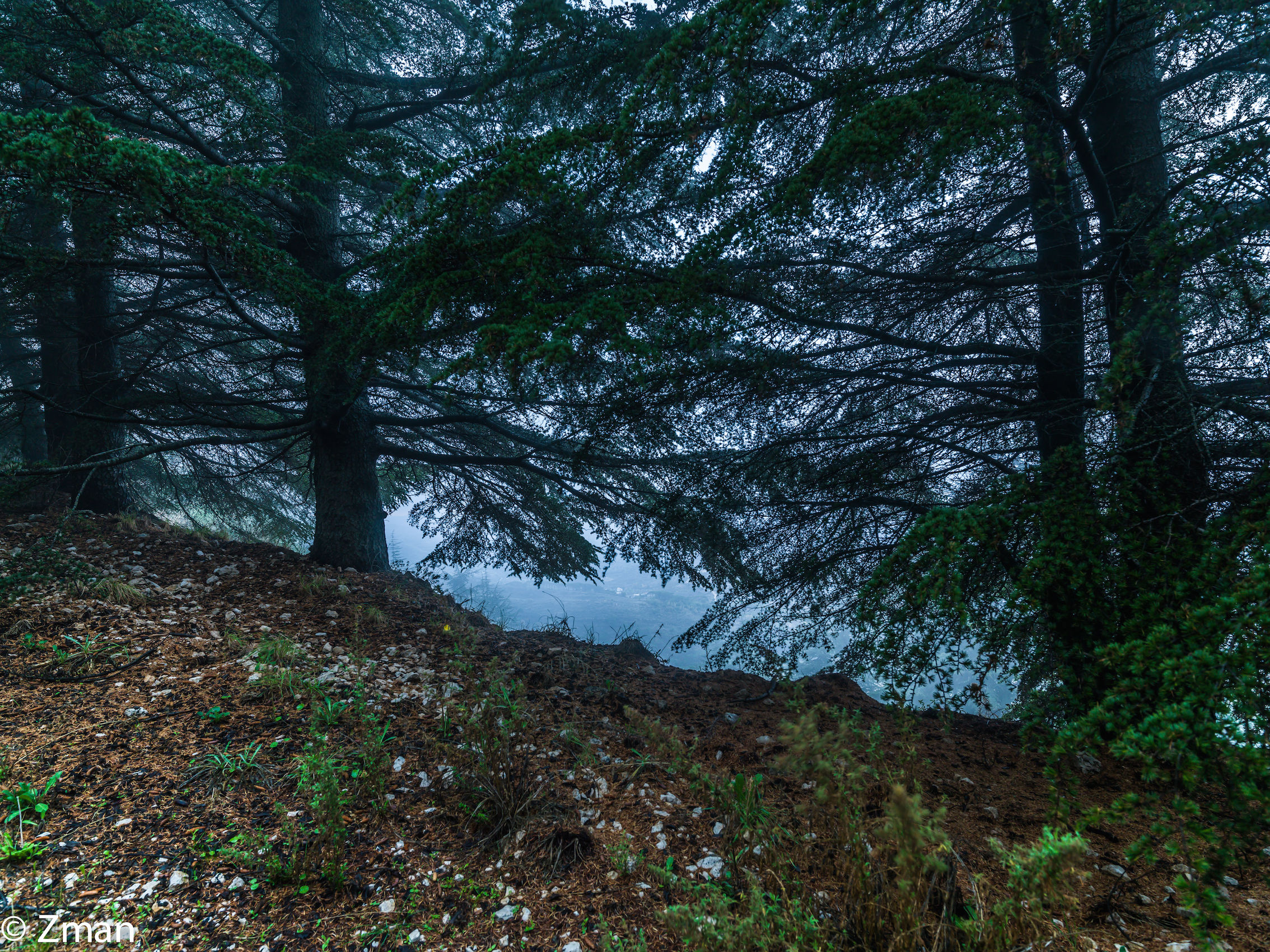 I cedri del Al Barouk