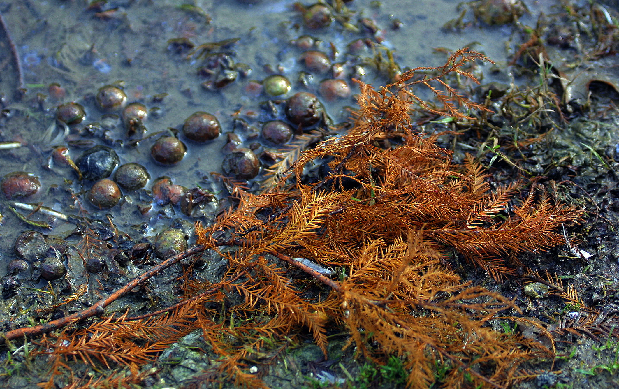 the remains of autumn