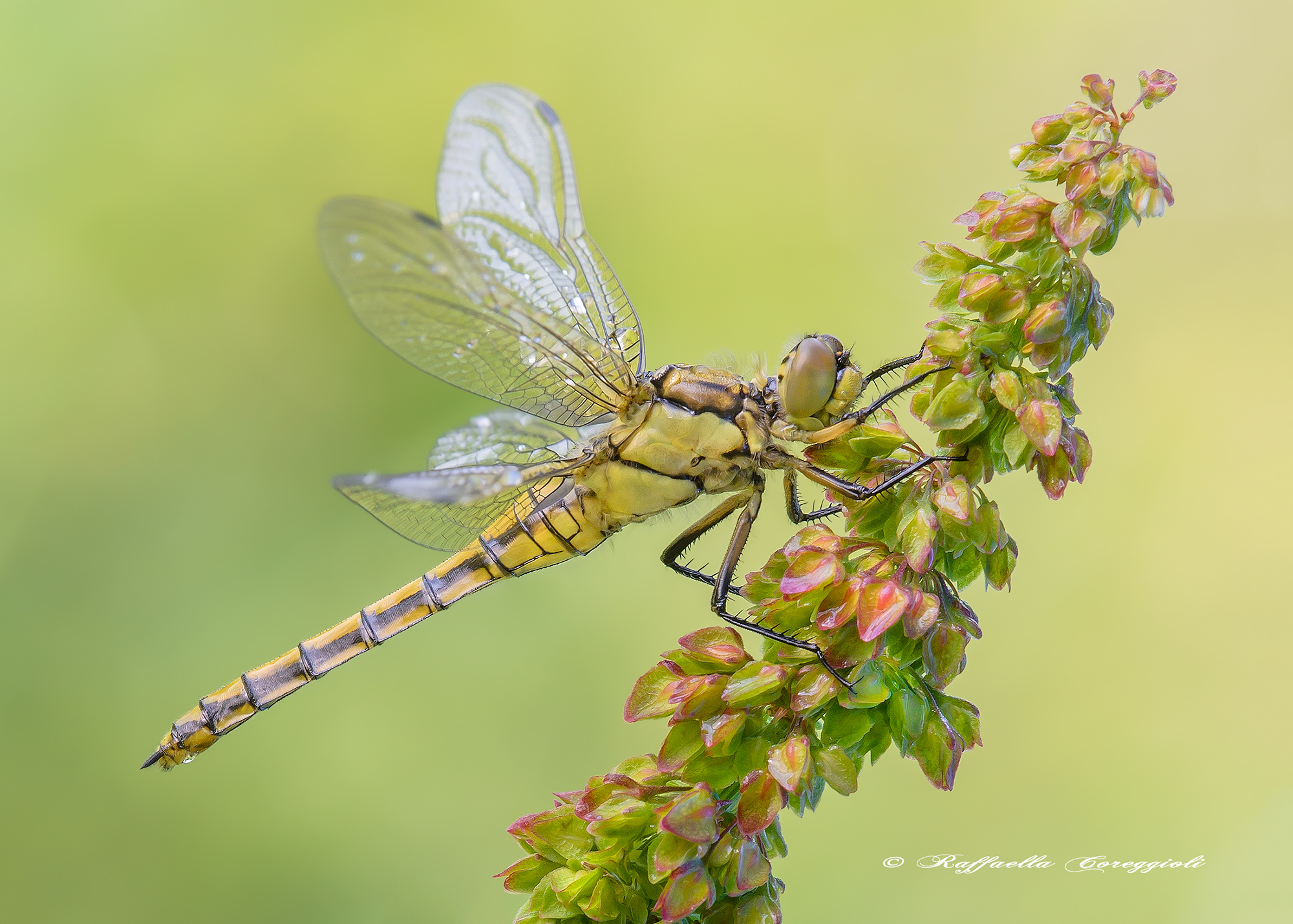 Orthetrum cancellatum (Linnaeus, 1758)